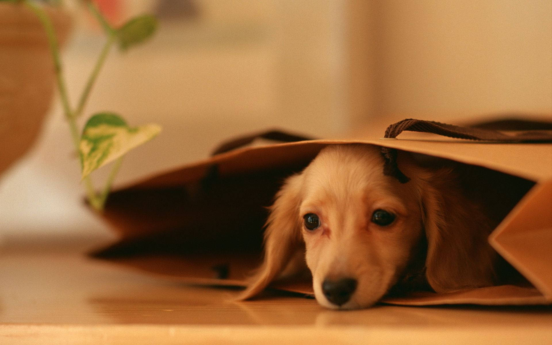 Cute Dog Inside Brown Bag Background
