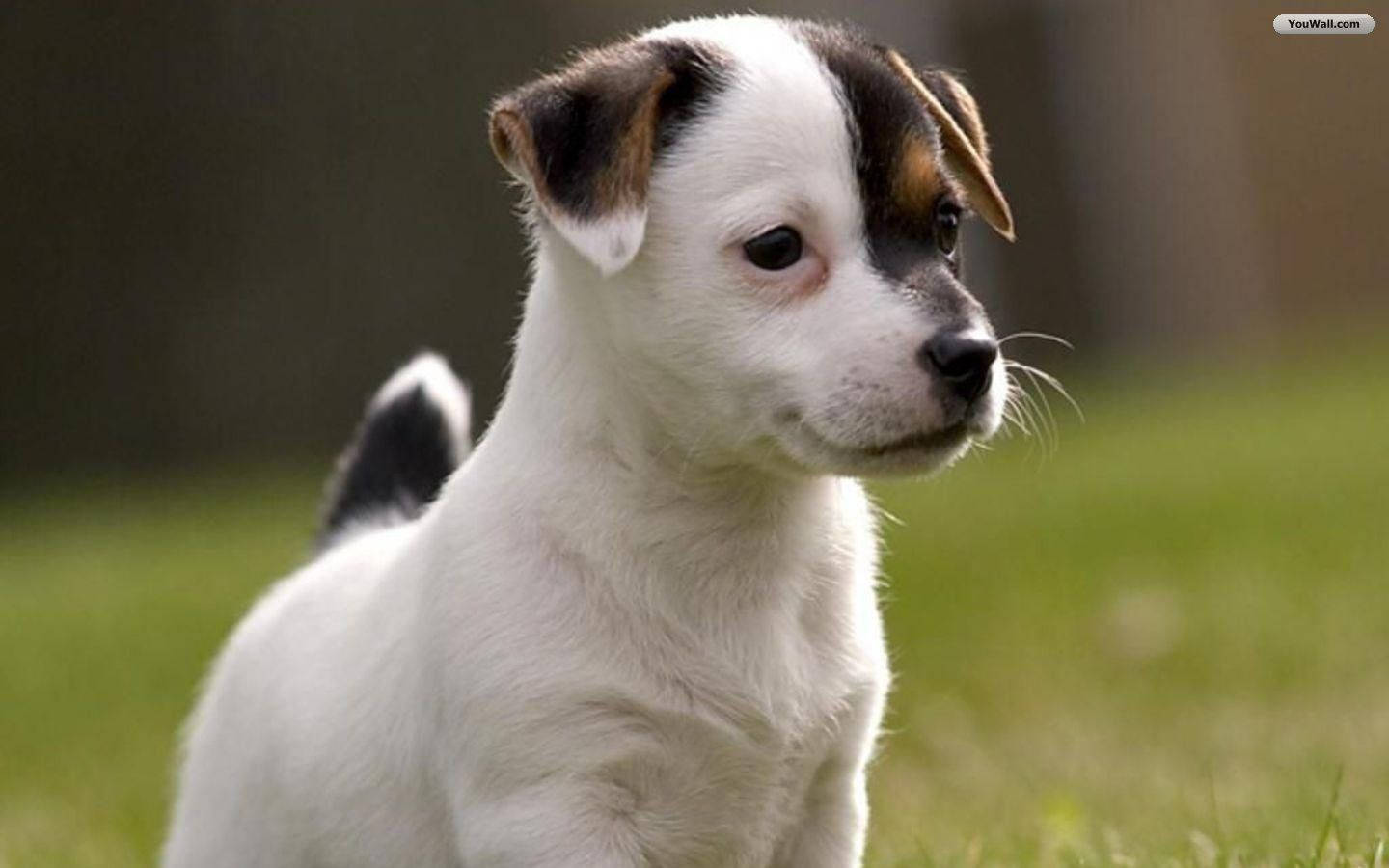 Cute Dog Jack Russell