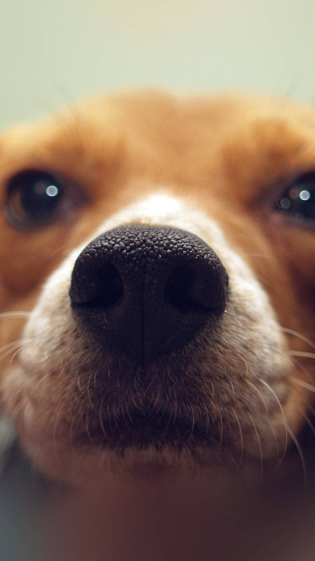 Cute Dog Nose Close-up