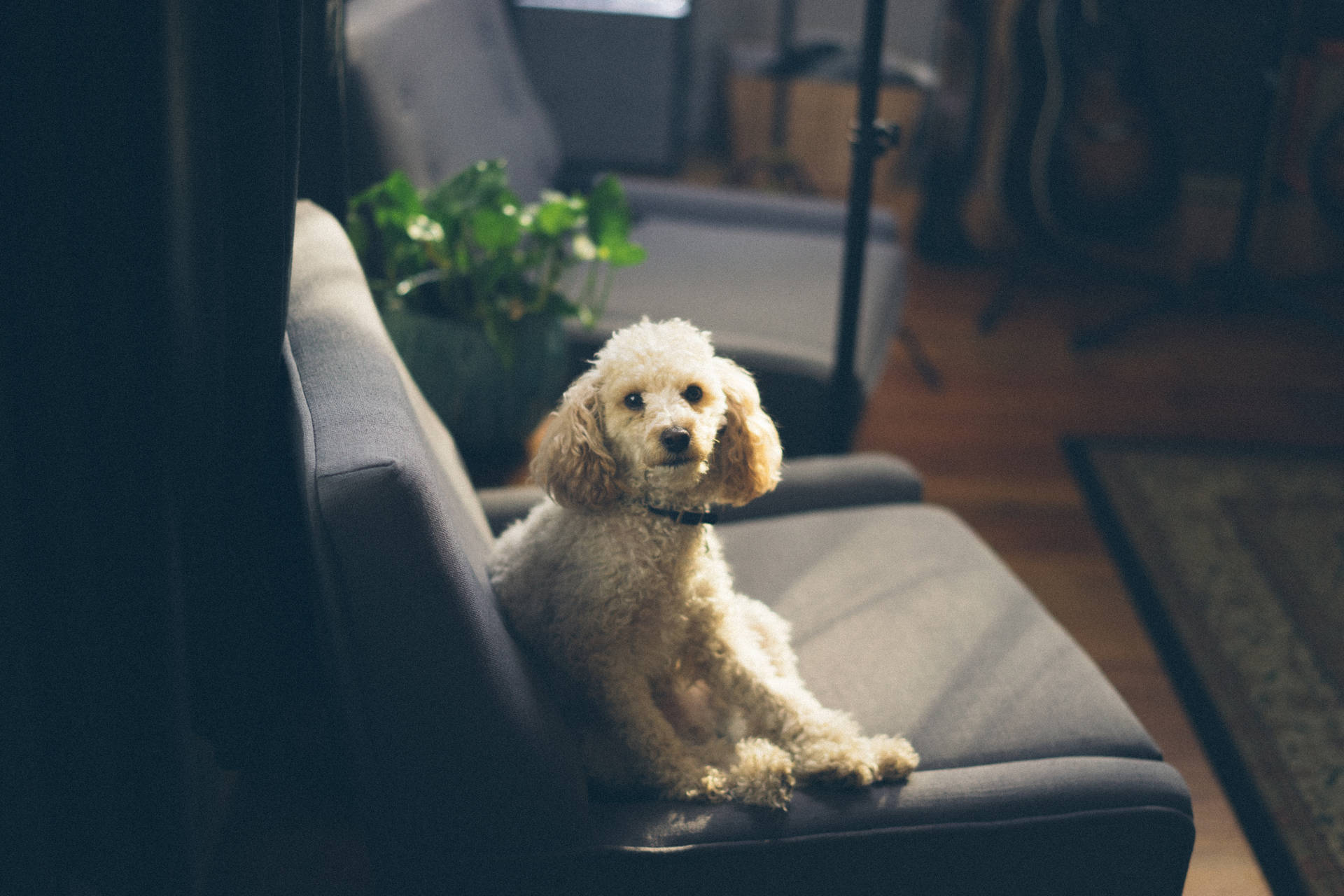 Cute Dog On Gray Chair Background