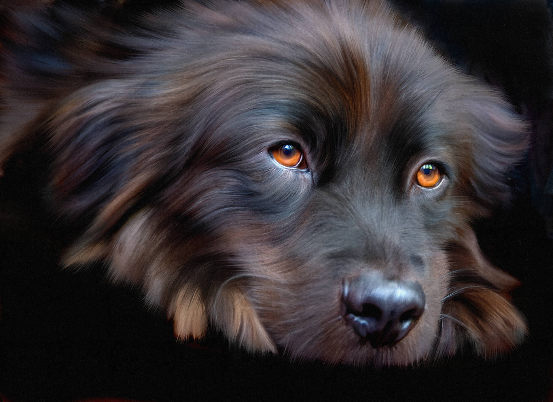 Cute Dog Orange Eyes Background