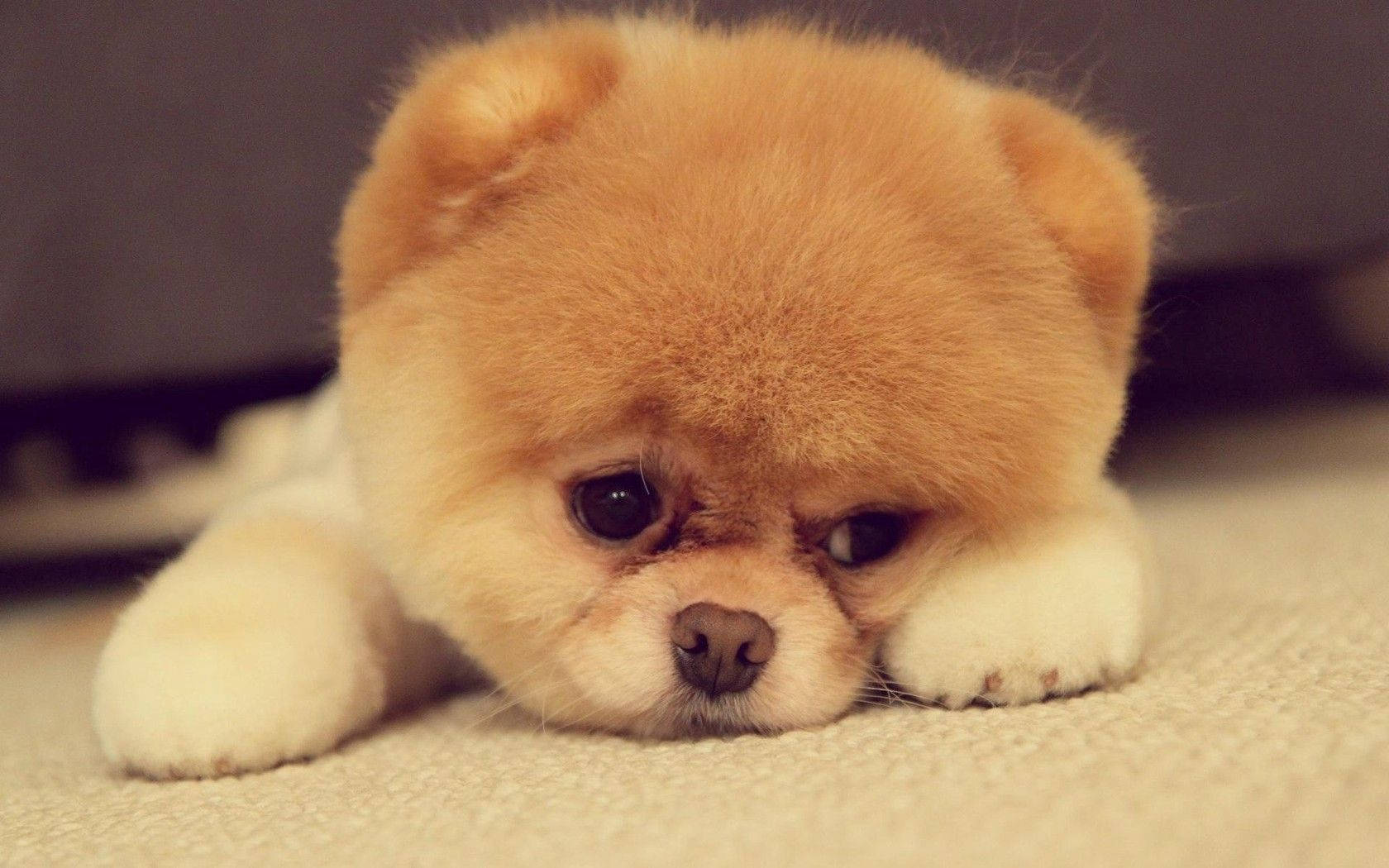 Cute Dog Pomeranian Pouting Background
