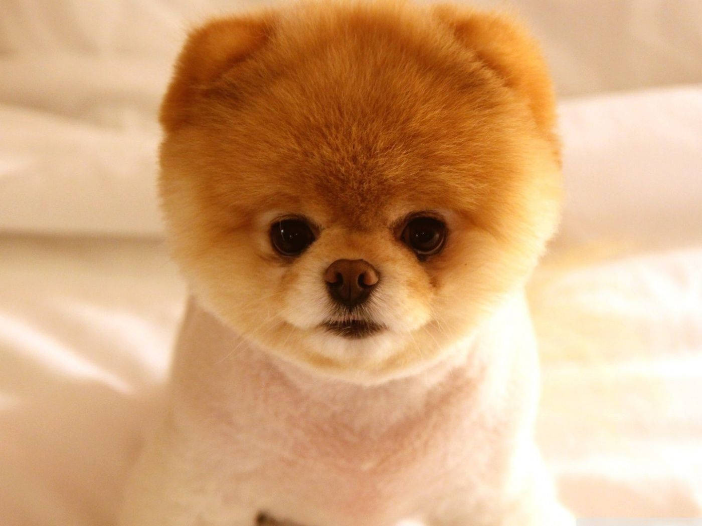 Cute Dog Pomeranian Round Haircut