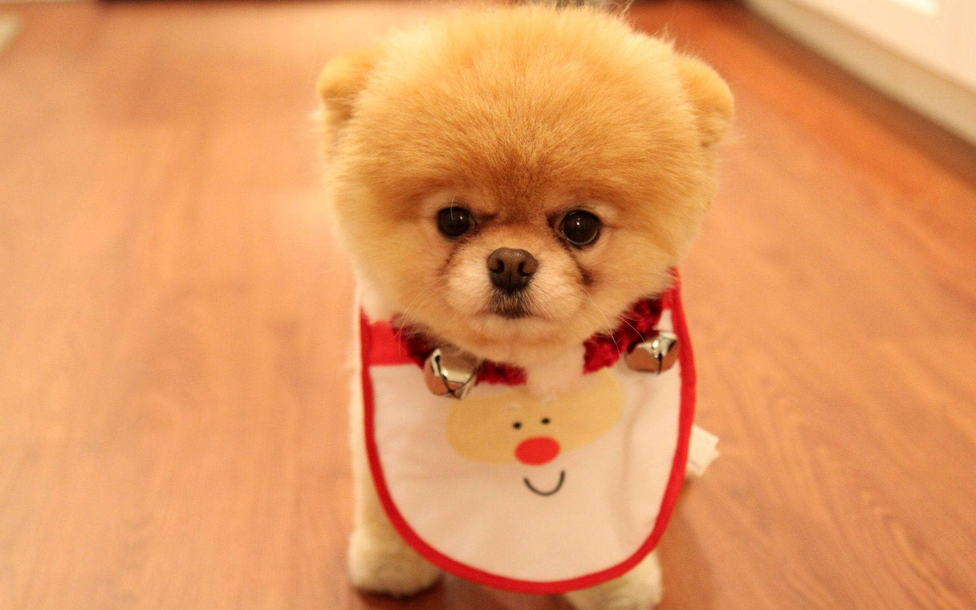 Cute Dog Pomeranian Santa Bib