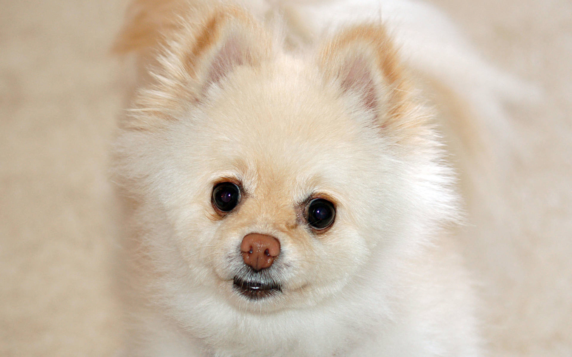 Cute Dog Pomeranian White Fur Background