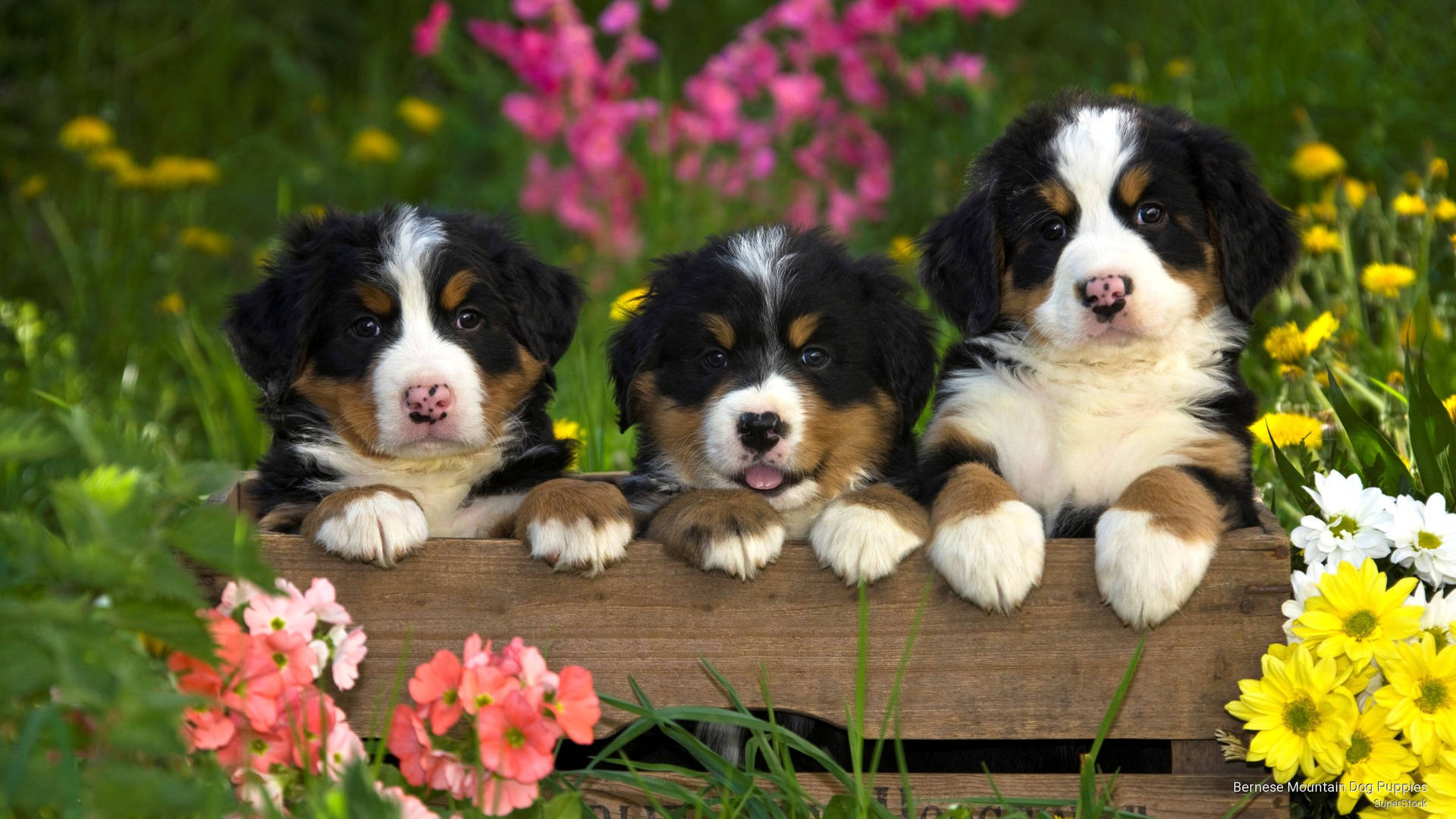 Cute Dog Puppies On Garden Fence Background