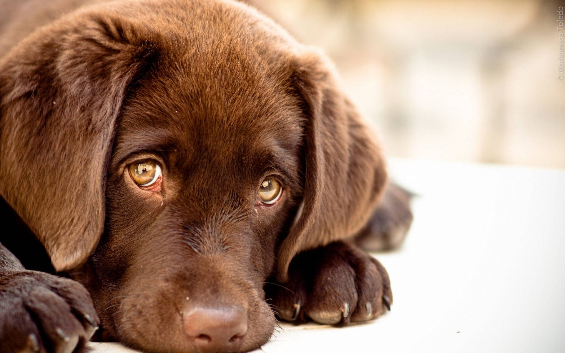 Cute Dog Puppy Eyes Background