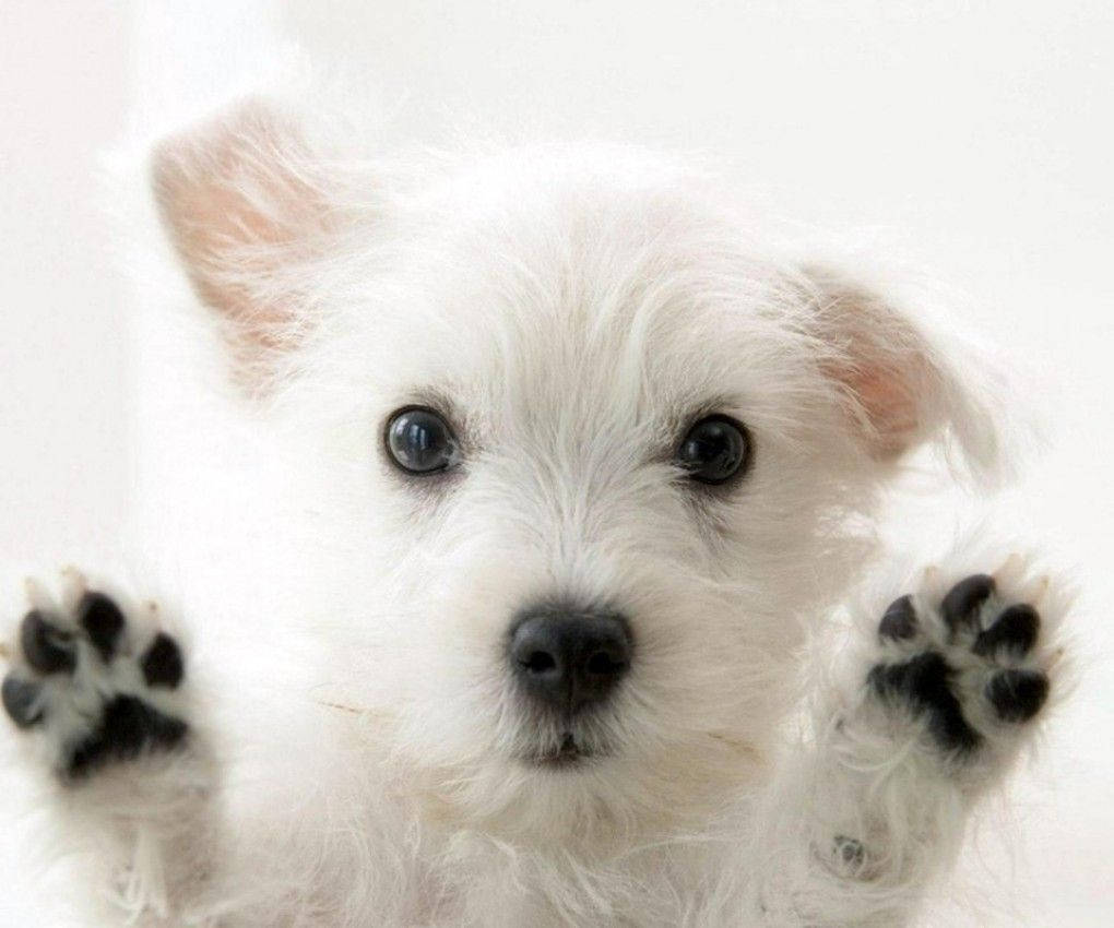 Cute Dog Raising Little Paws Background