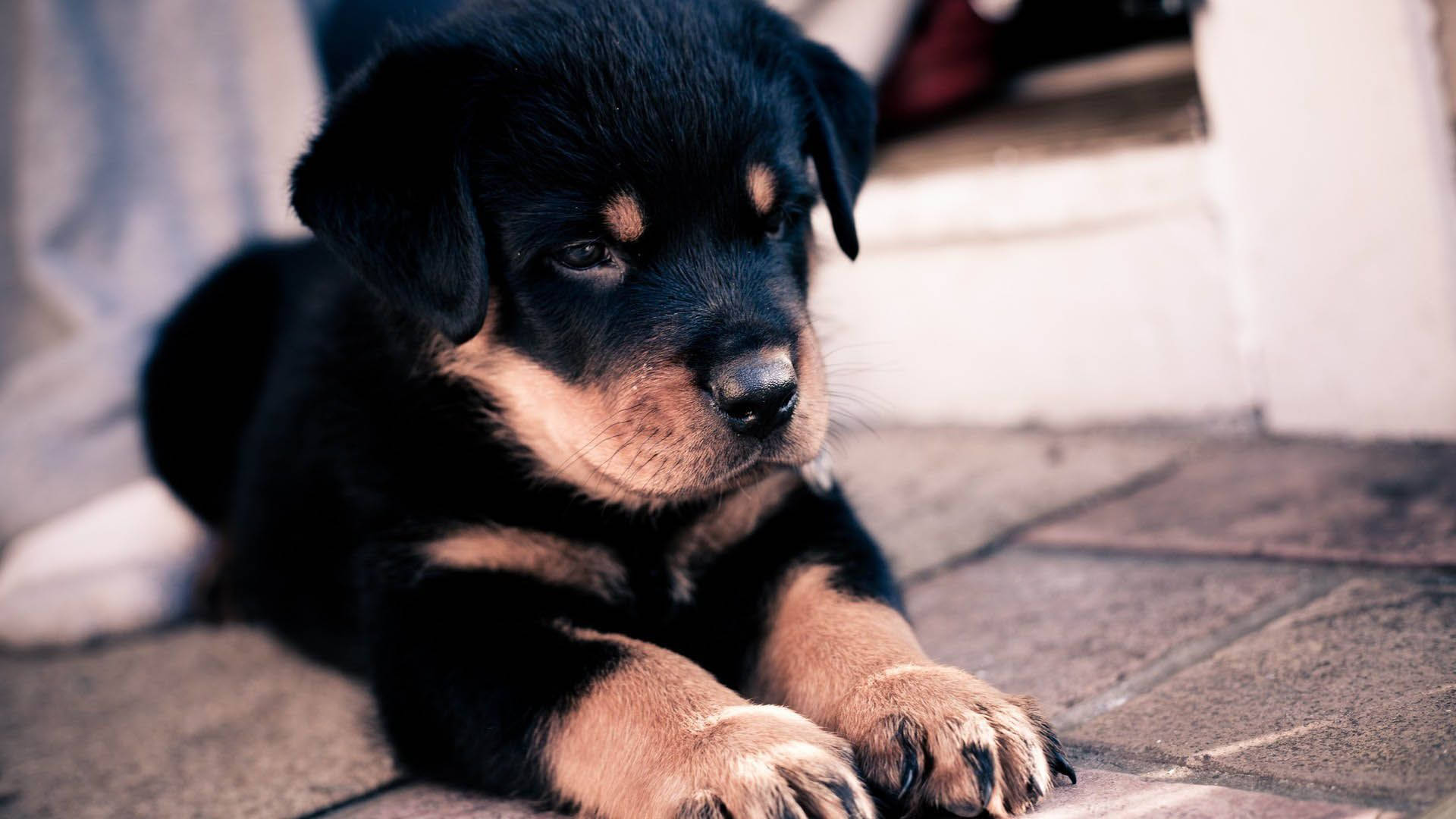 Cute Dog Rottweiler Stretching Background