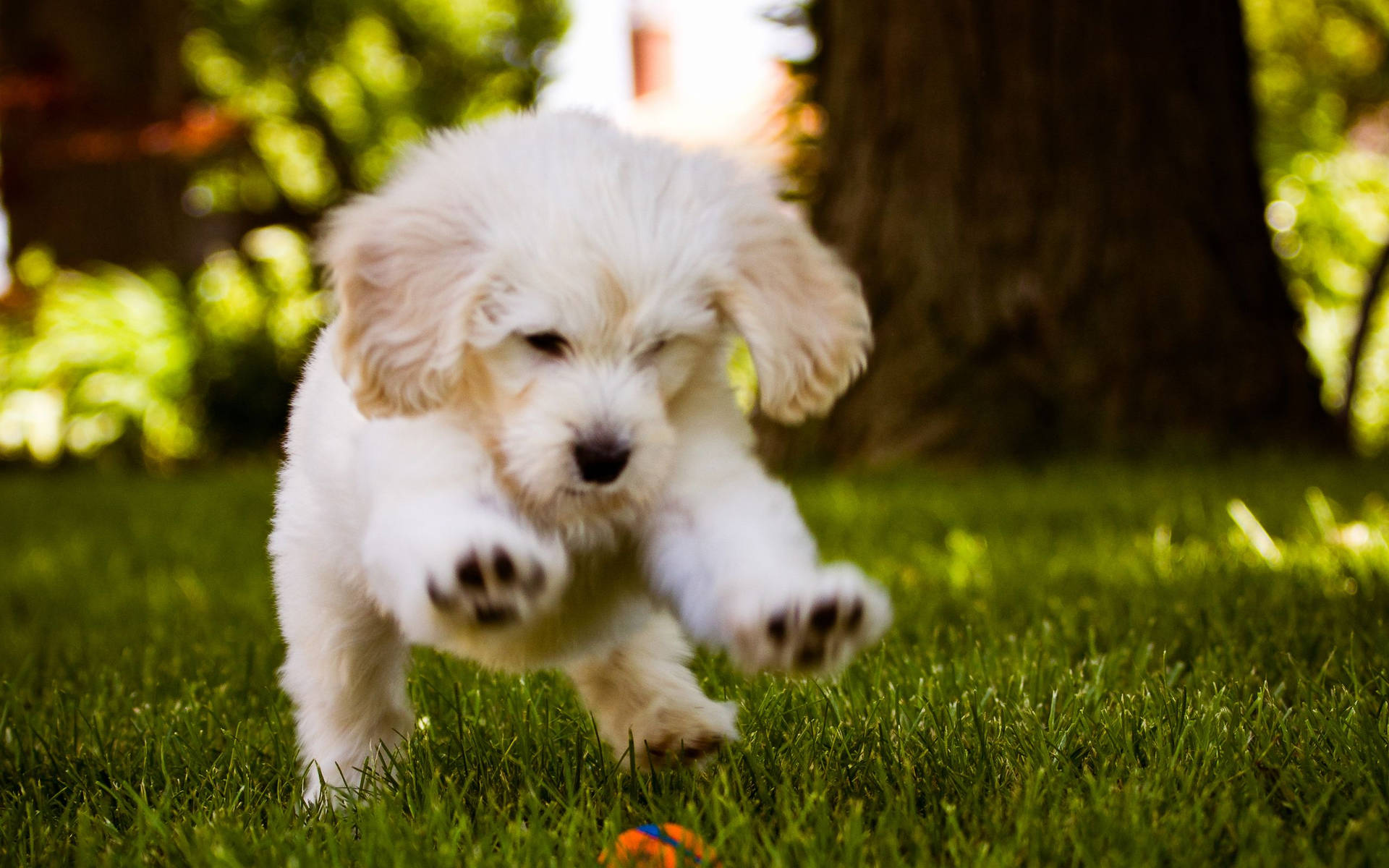 Cute Dog Running On Grass Background