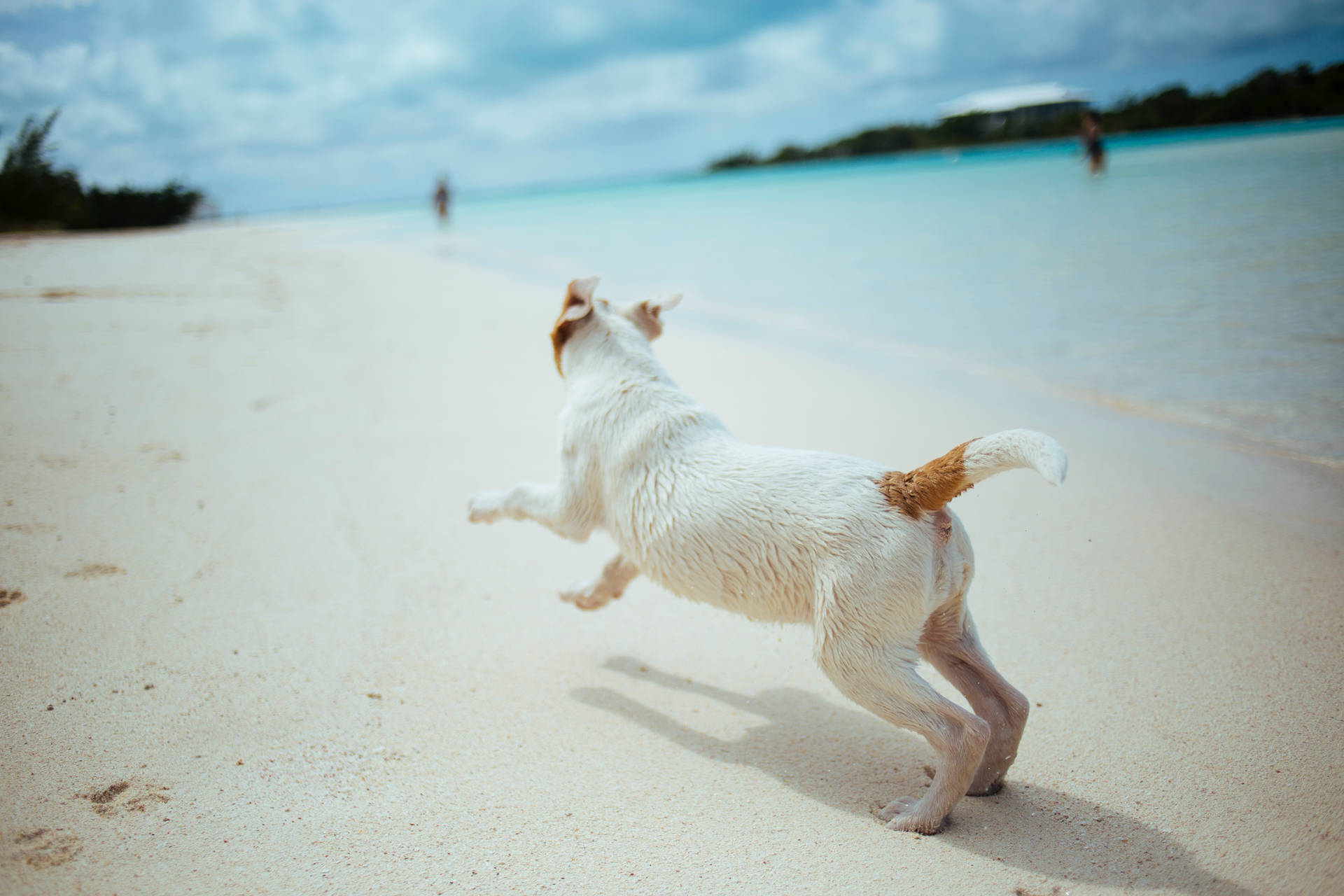 Cute Dog Running On Seashore Background