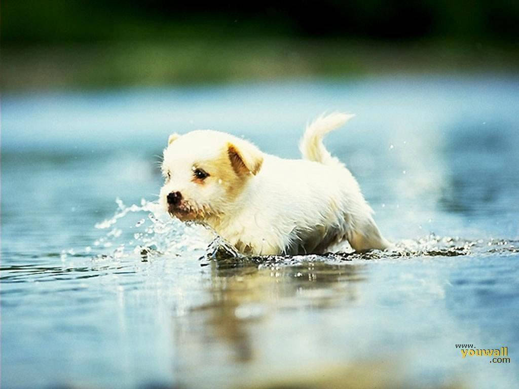 Cute Dog Running On Water Background