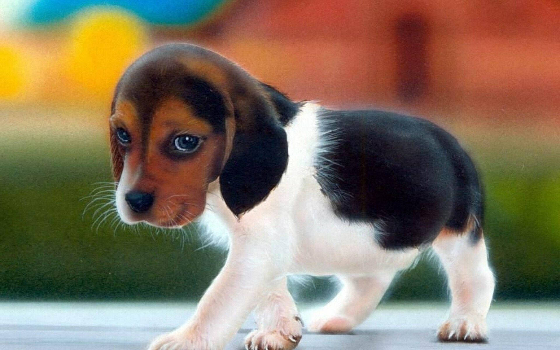 Cute Dog Sad Beagle Background