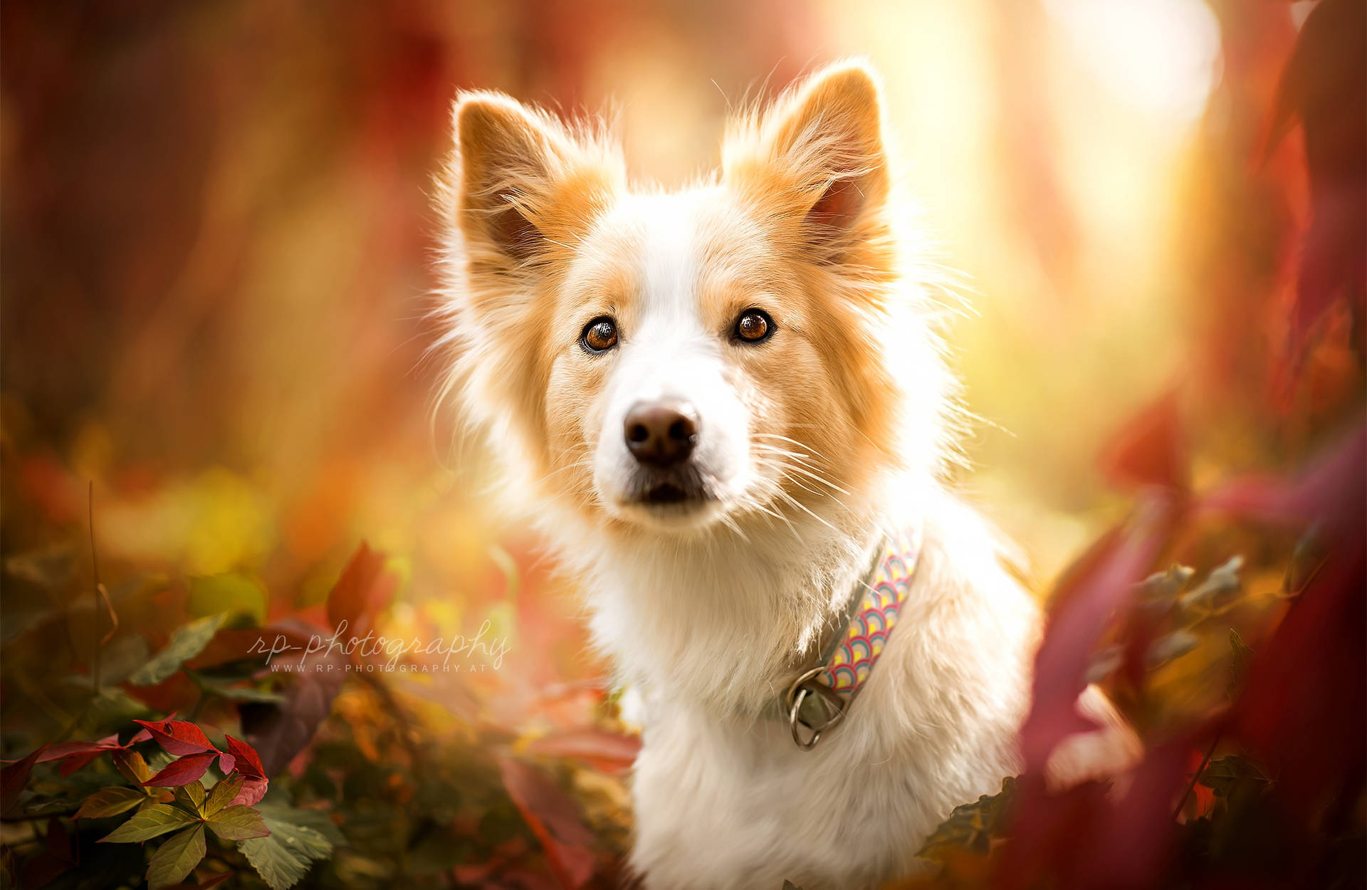 Cute Dog Sitting On Leaves Wallpaper