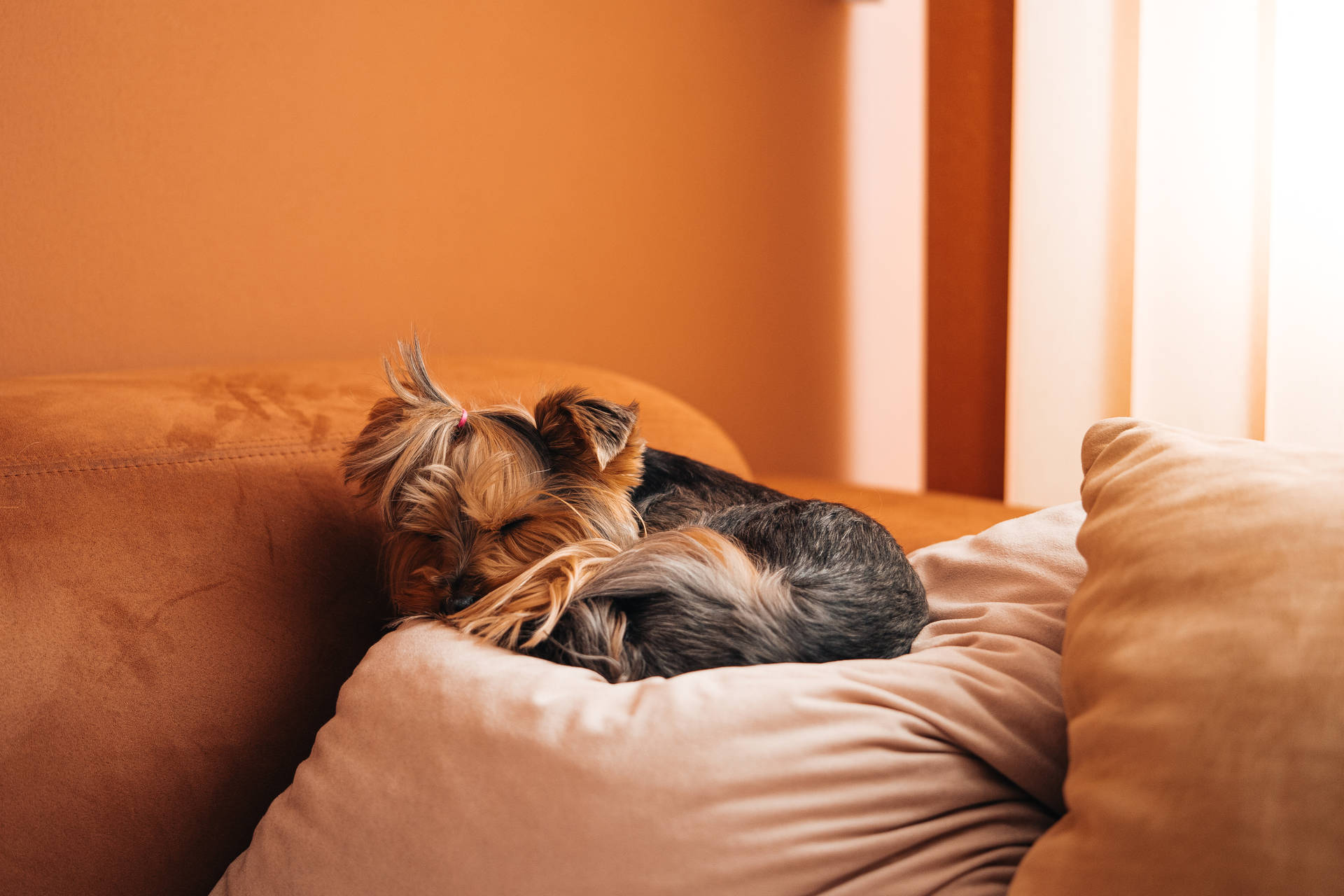Cute Dog Sleeping Huawei Honor Wallpaper