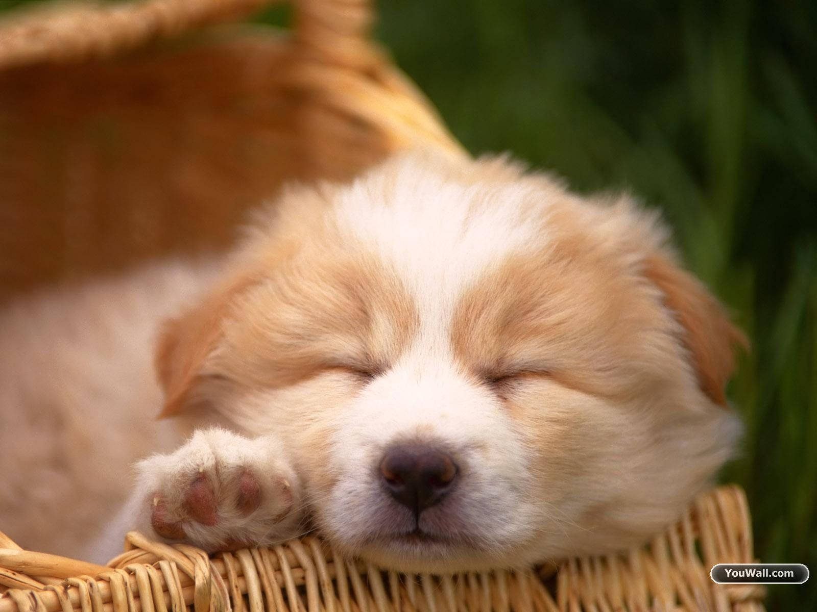 Cute Dog Sleeping On Basket Background