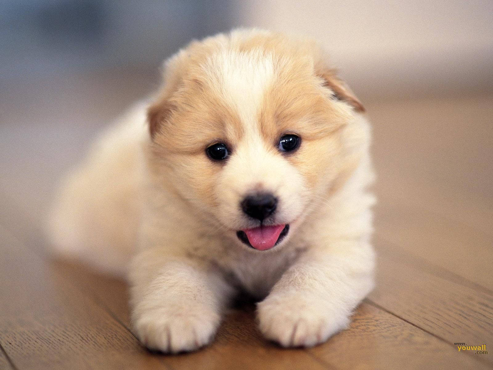 Cute Dog Small Tongue Out Background