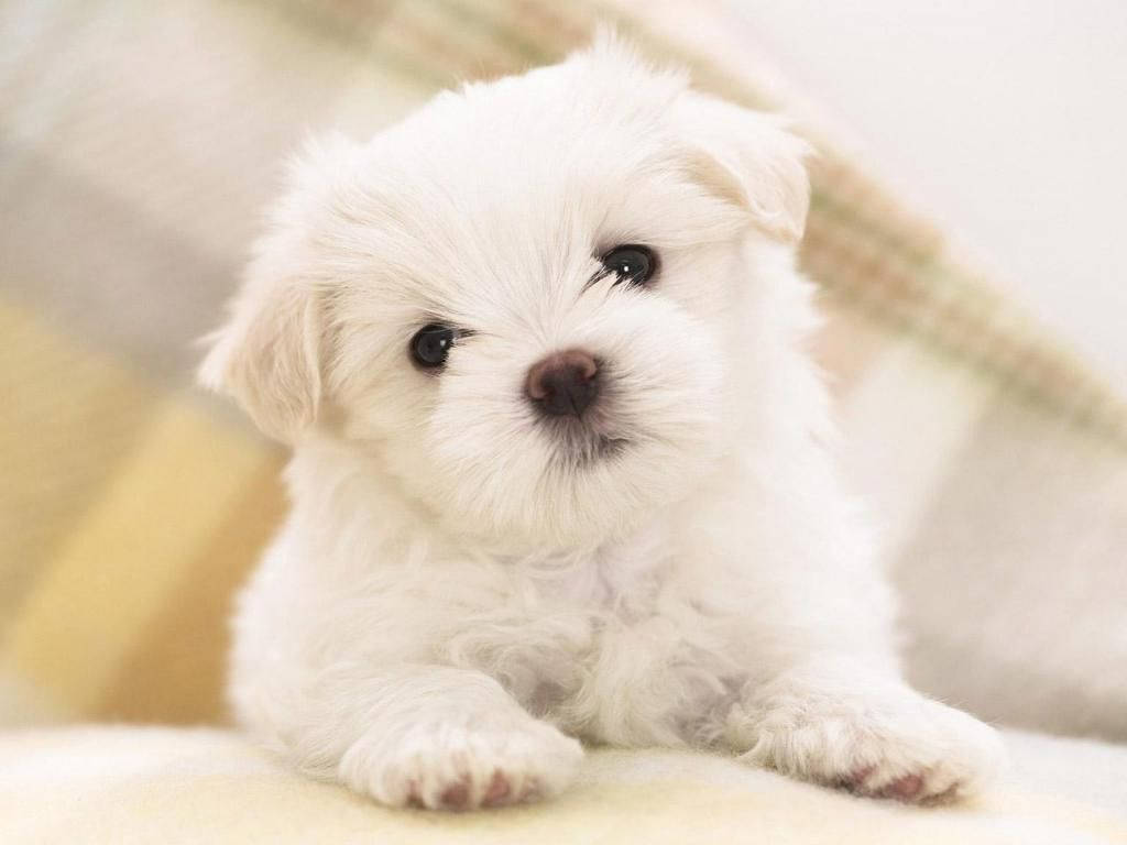 Cute Dog Staring Straightly Background