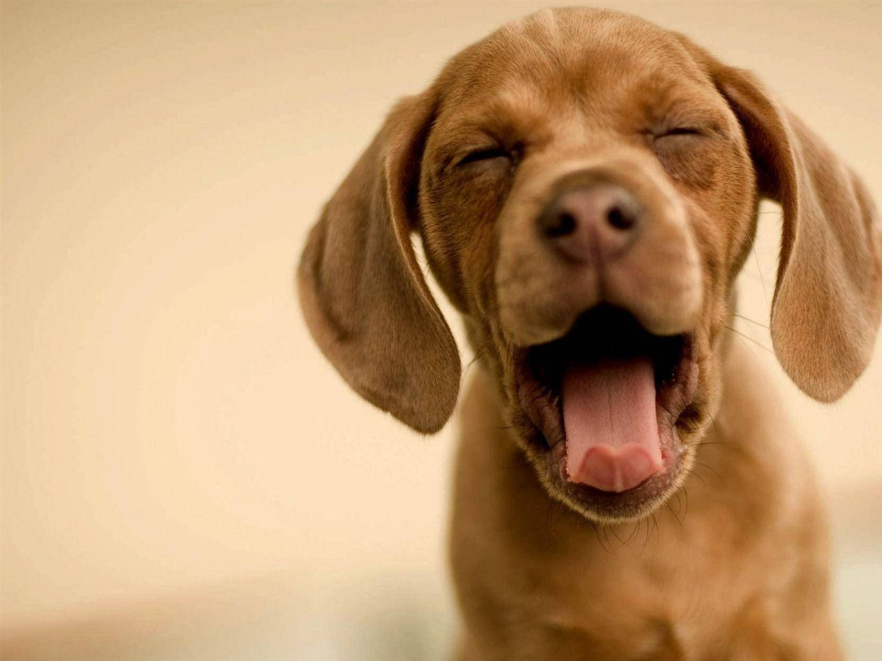 Cute Dog Viszla Yawning