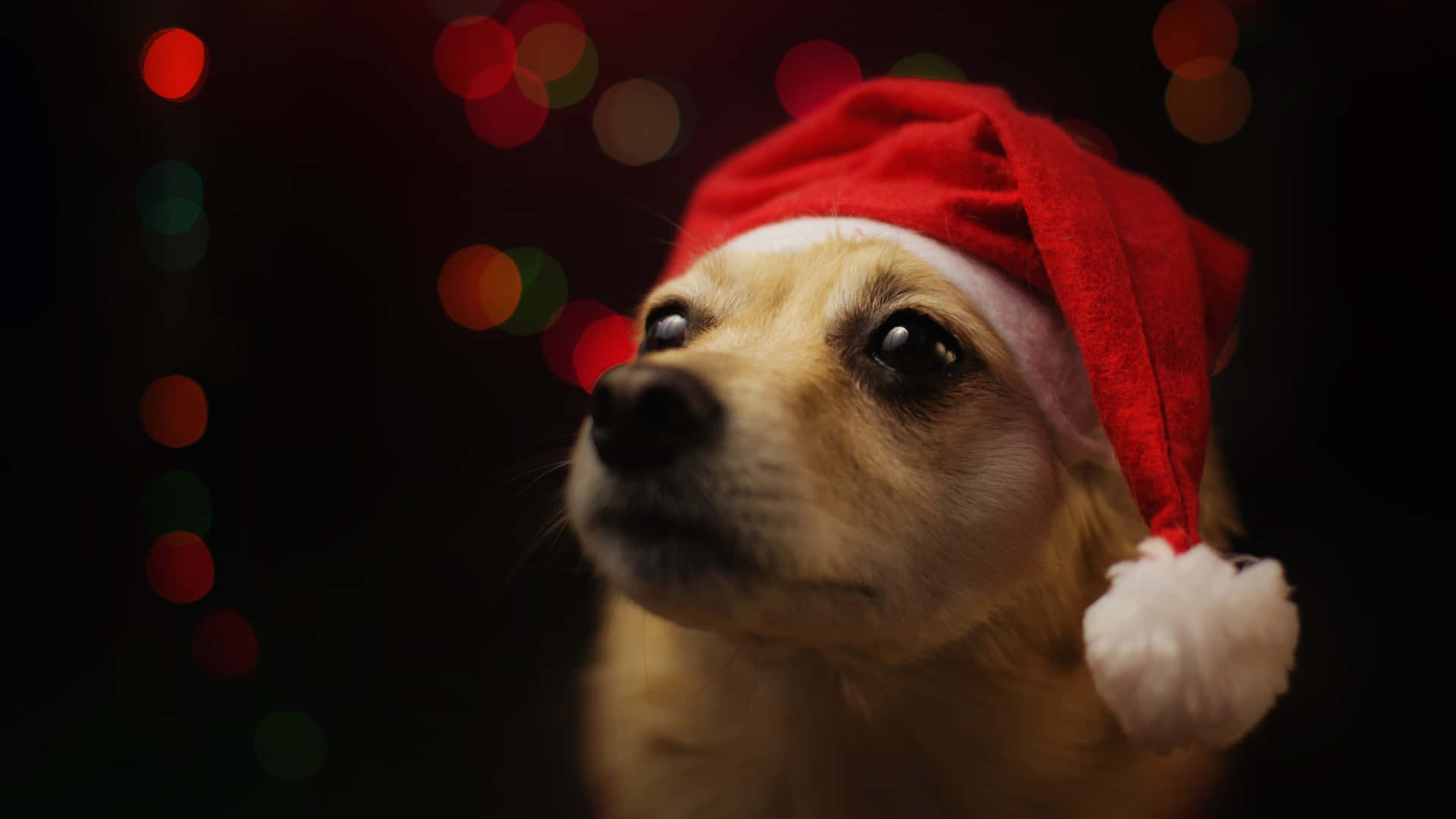 Perro Lindo Con Gorro Navideño Fondo de pantalla