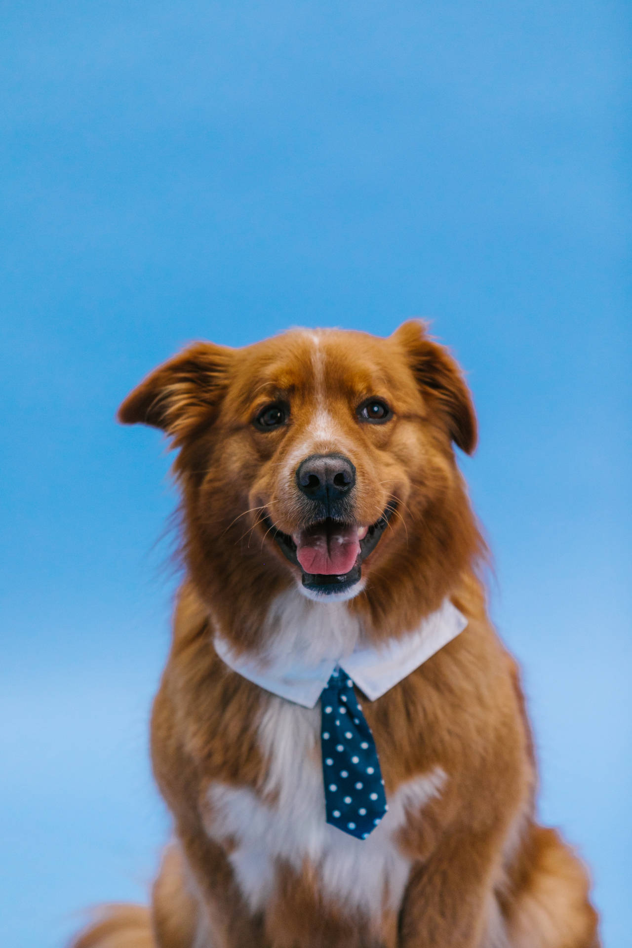 Cute Dog With Blue Tie Wallpaper