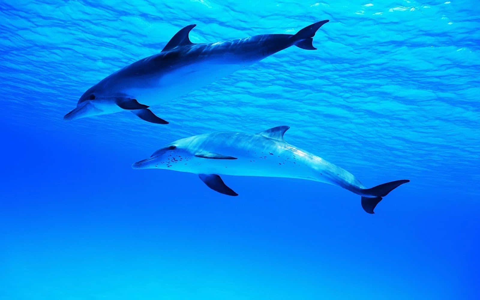 Cute Dolphin Aquatic Mammals Wallpaper