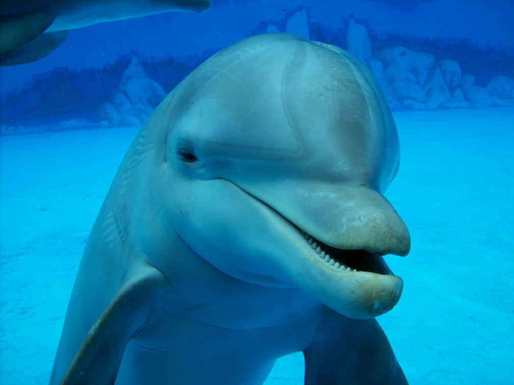 Cute Dolphin Closeup Shot Wallpaper