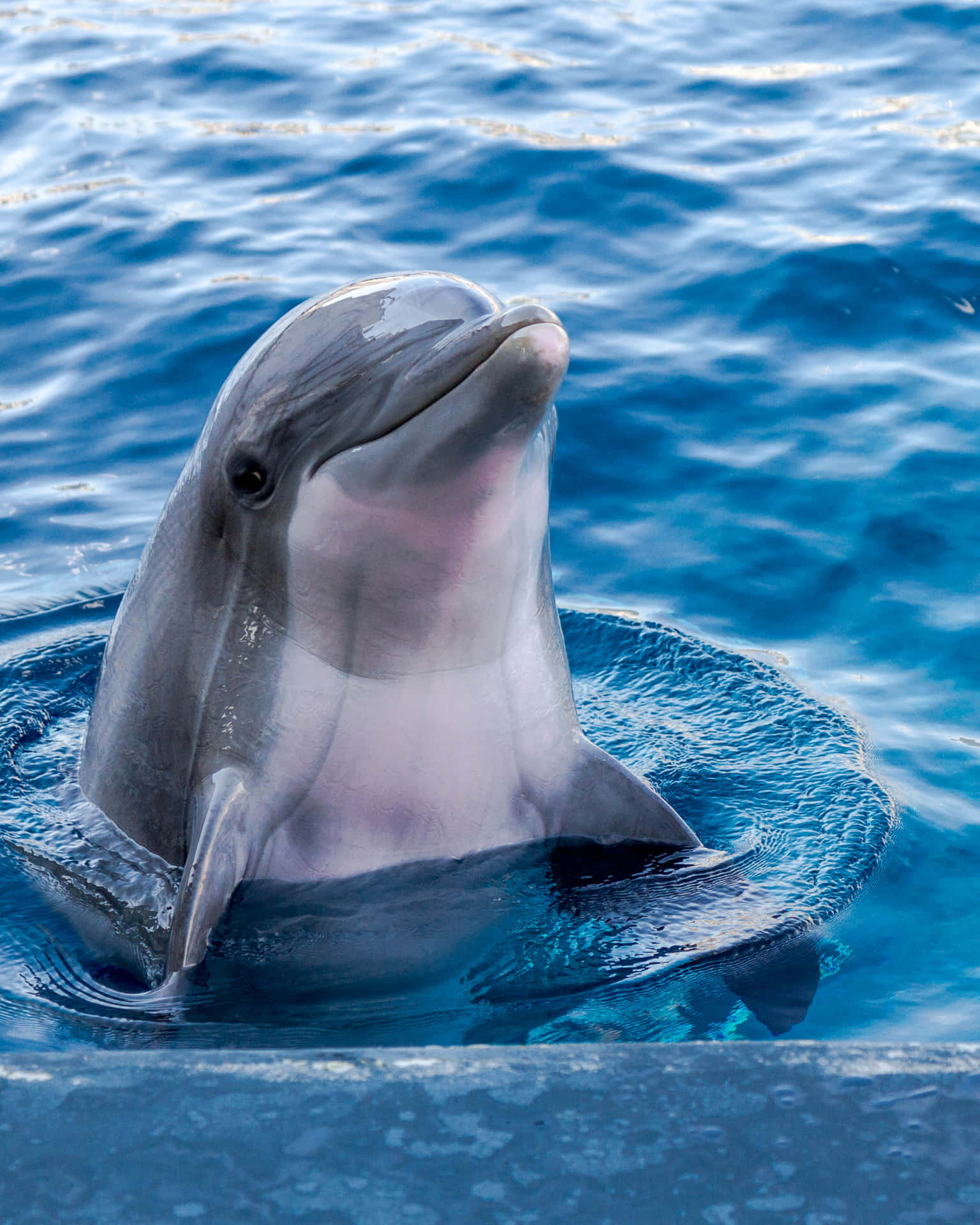 Cute Dolphin Intellectual Sea Creatures Wallpaper
