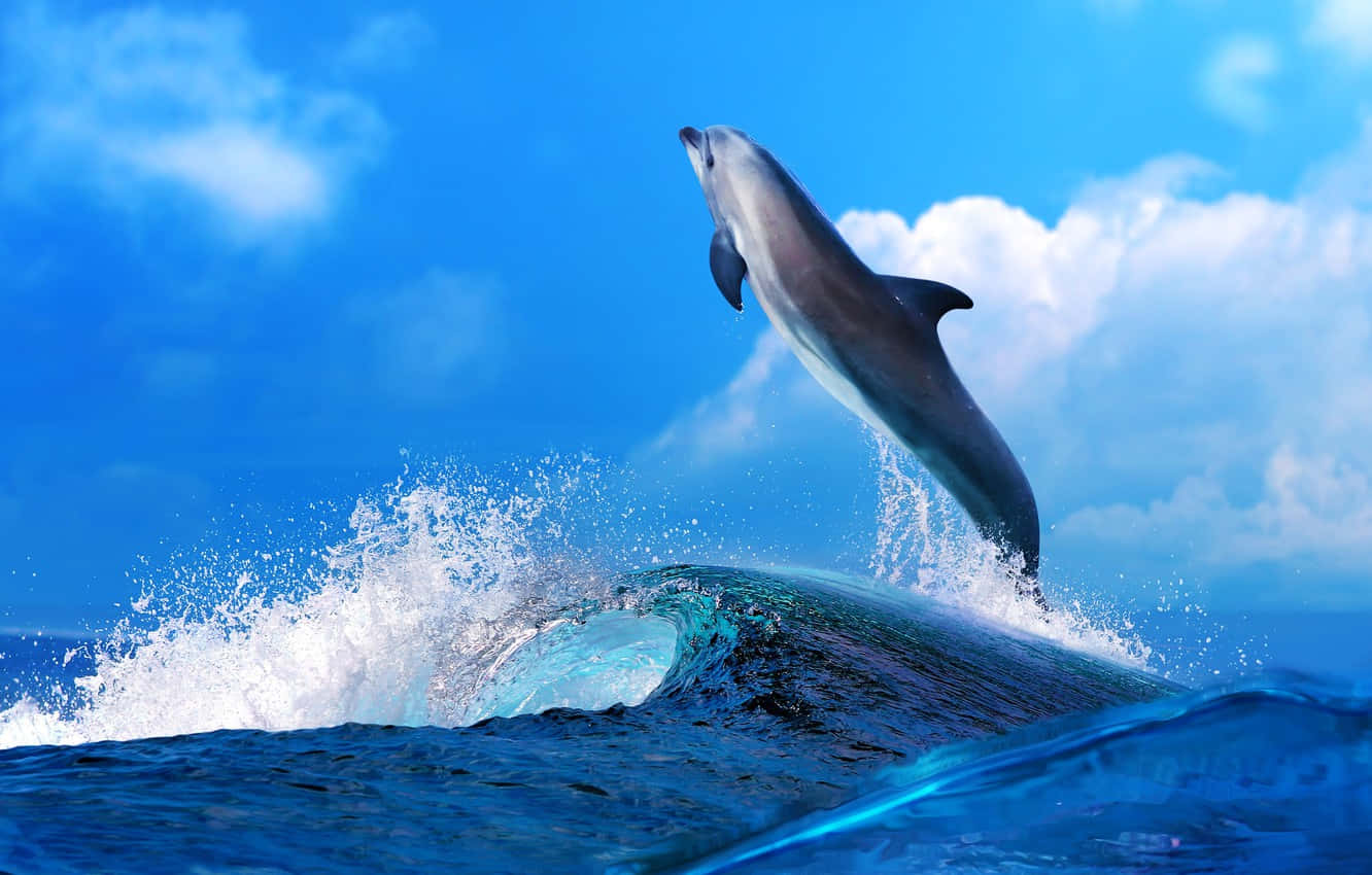 Cute Dolphin Majestic Sky Wallpaper
