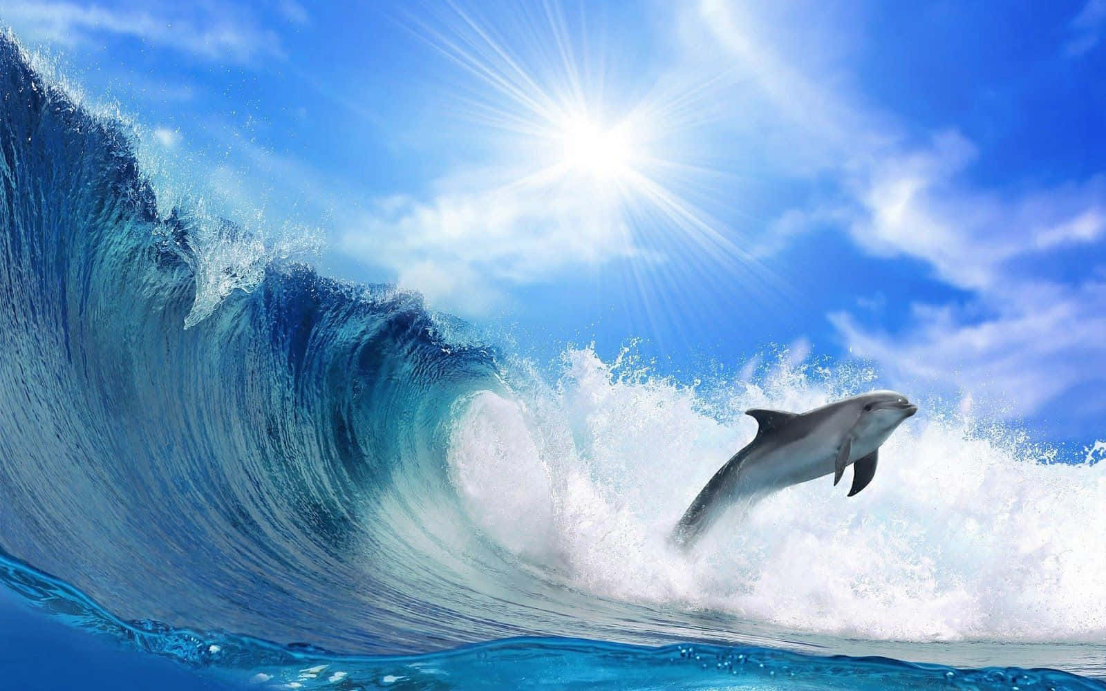 Sød Dolphin Ocean Wave Animateret Wallpaper Wallpaper