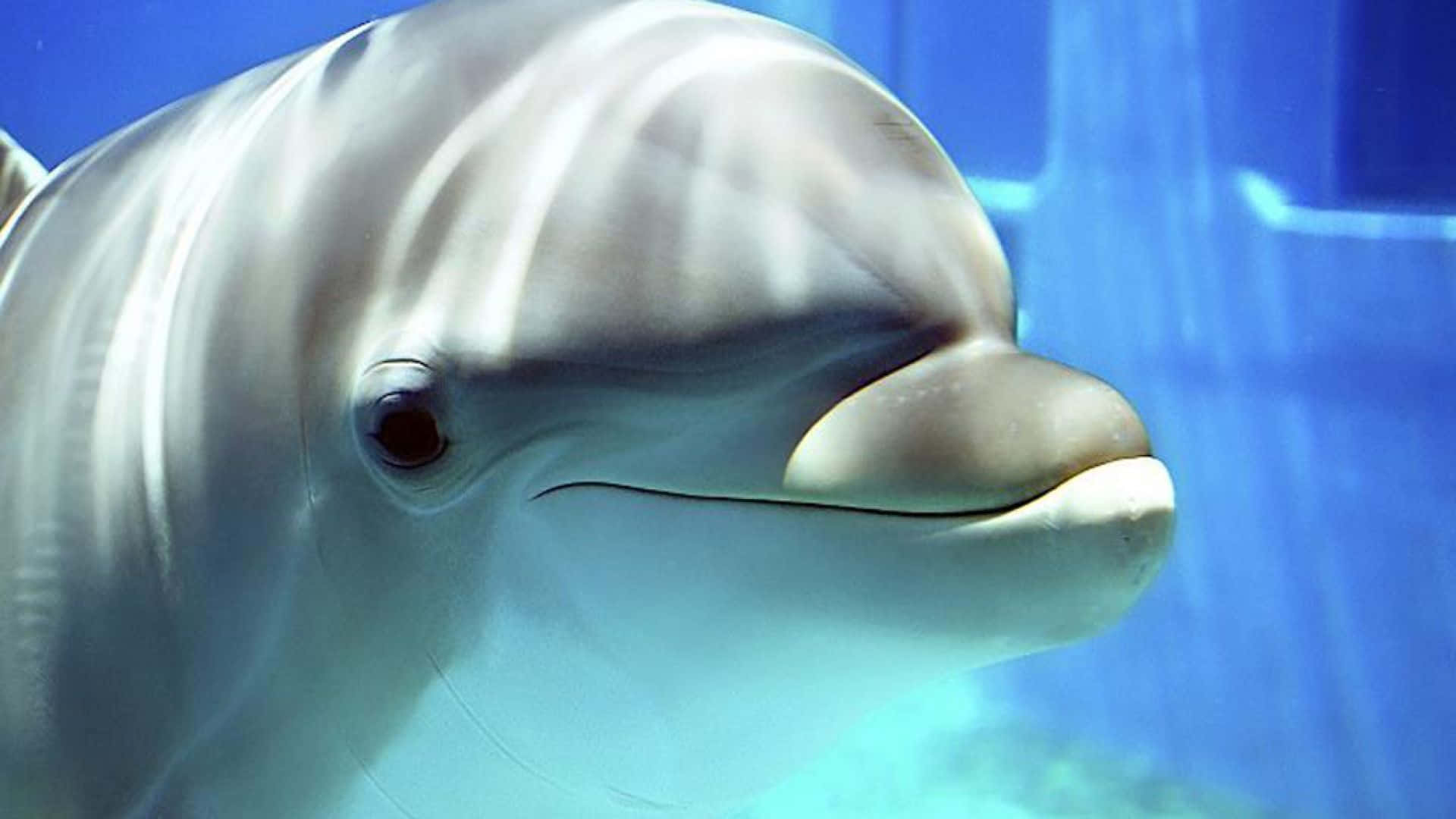 Cute Dolphin Pool Picture