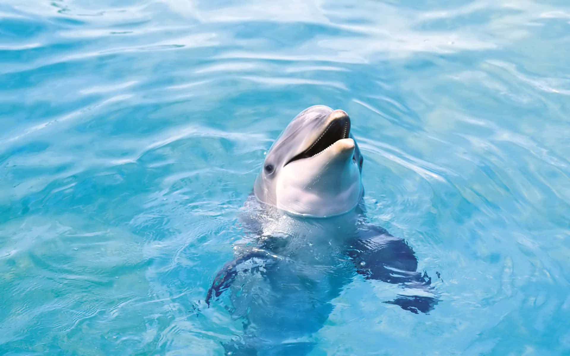 Cute Slippery Dolphin Picture