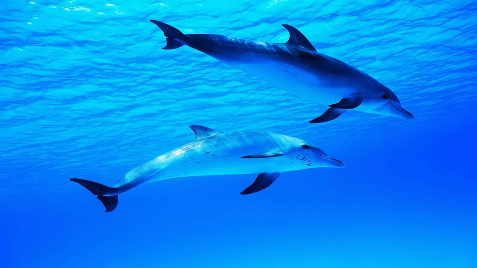 Niedlichesbild Eines Schwimmenden Delfins