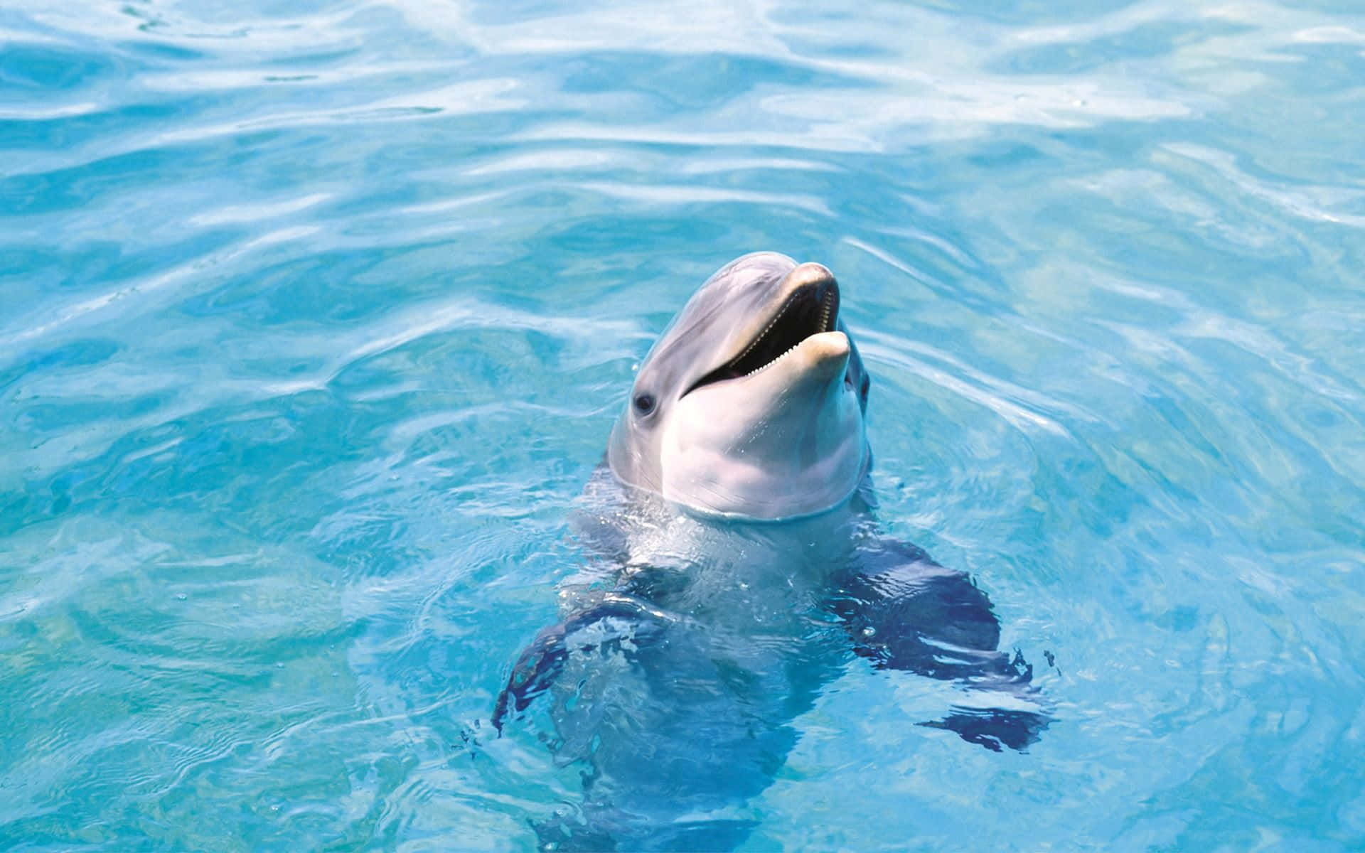 Cute Adorable Dolphin Picture