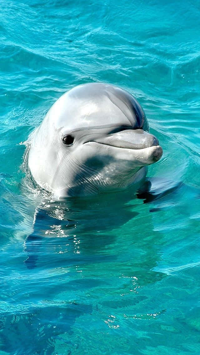 Cute Dolphin Portrait Picture