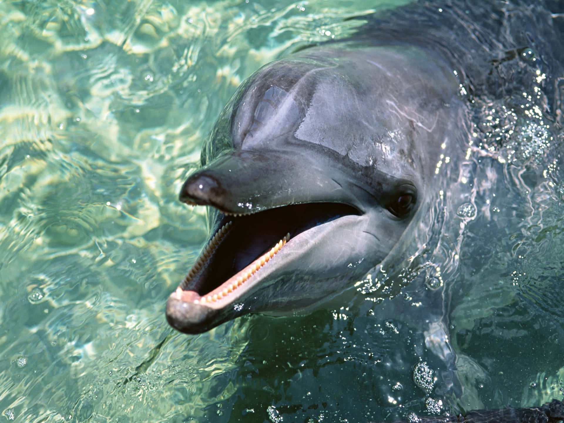 Cute Bubbly Dolphin Picture