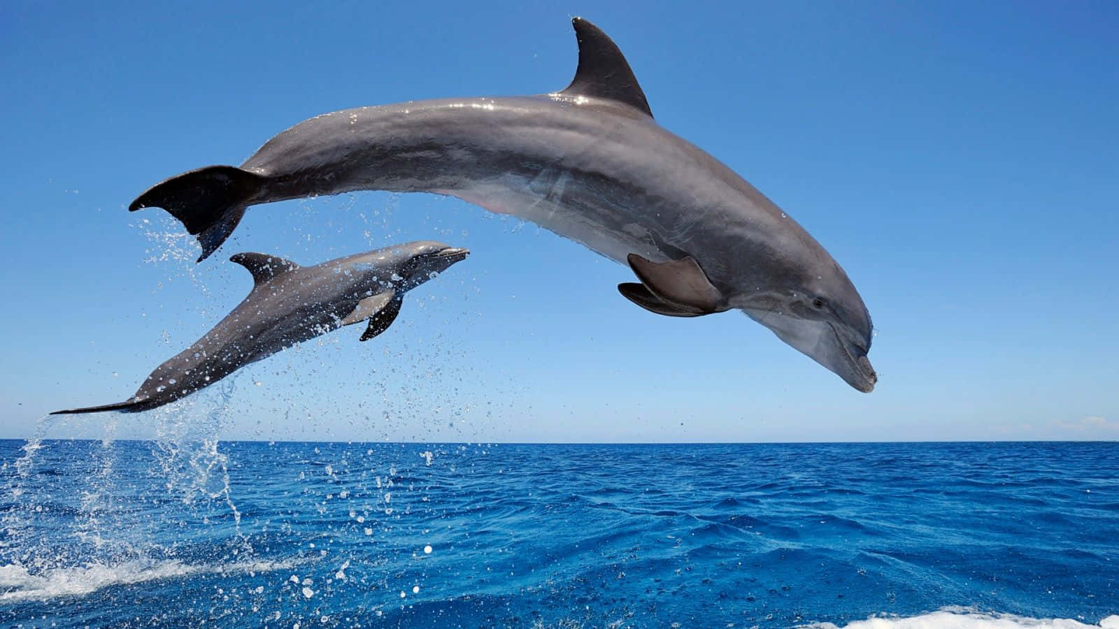 Sød dejlig delfinbillede tapet