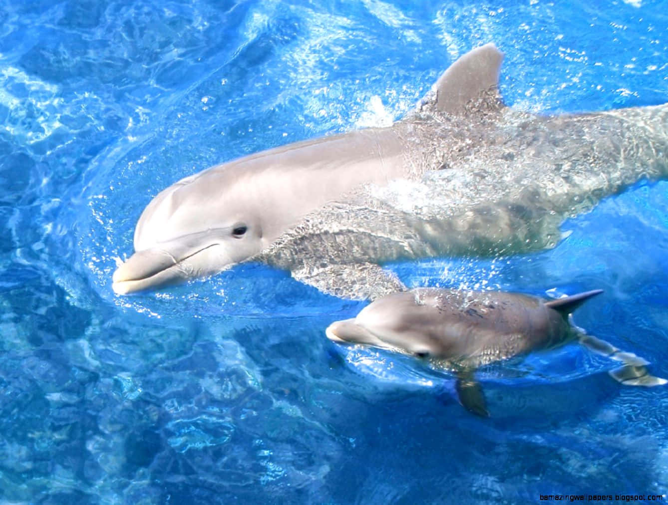 Cute Dolphin Billeder 1338 X 1012