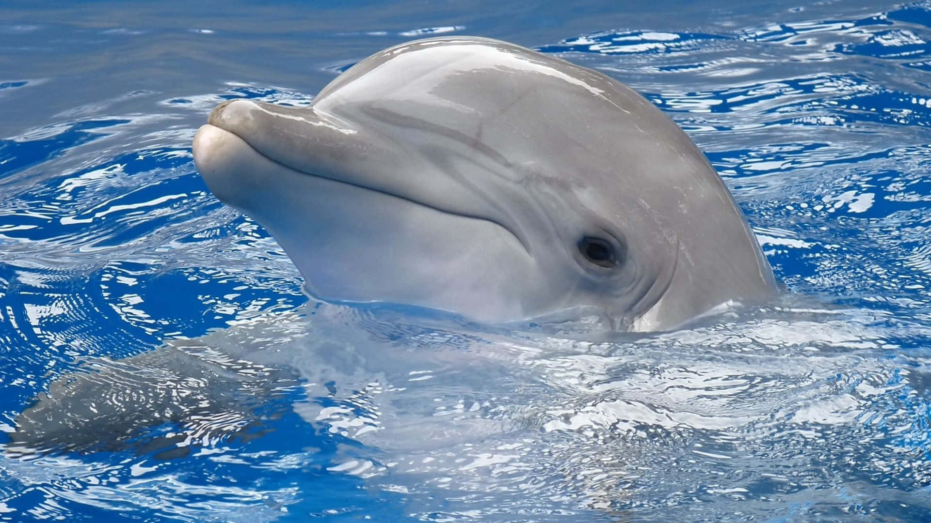 Cute Dolphin Surface Picture