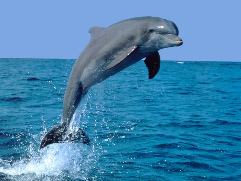 Lindaimagen De Un Delfín Gracioso.