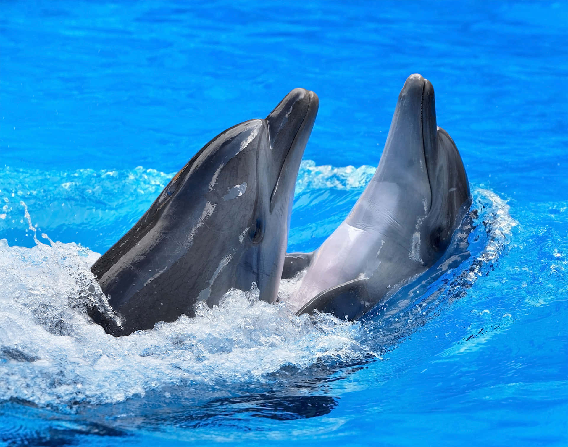 Niedlichesbild Von Einem Spielenden Delfin
