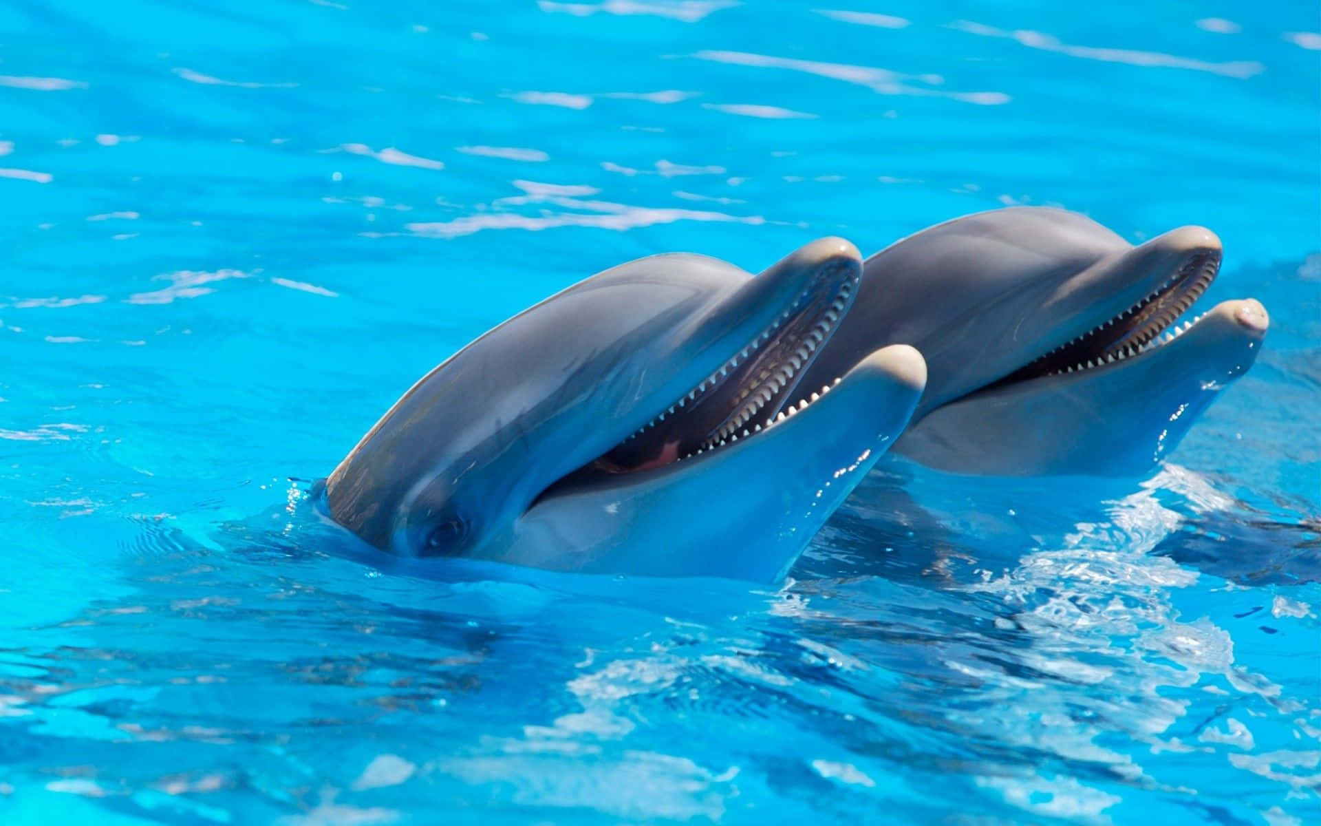 Niedlichesbild Von Zwei Delfinen