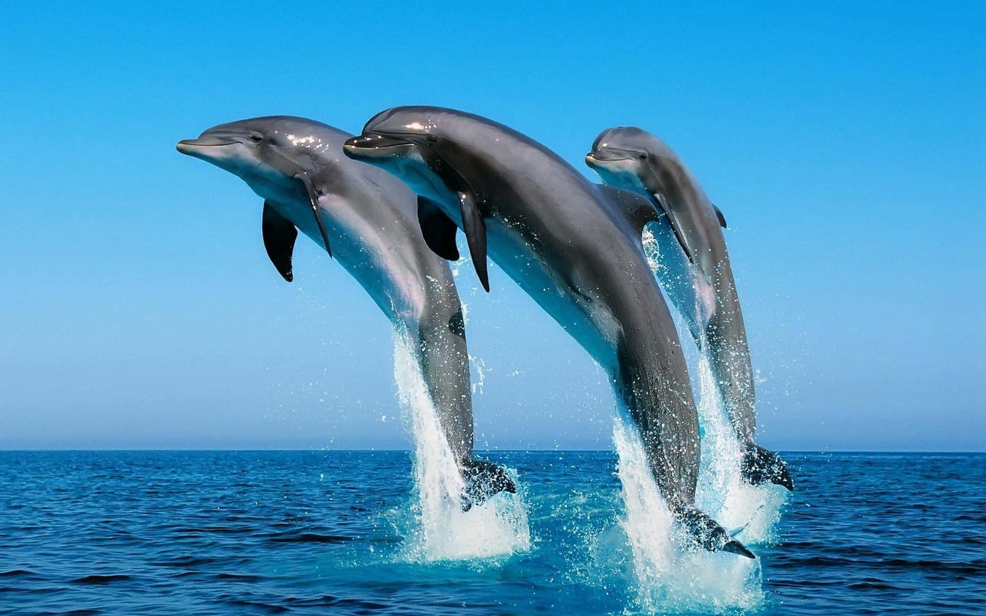 Synkroniseret Sød Dolphinfoto Skaber det perfekte miljø