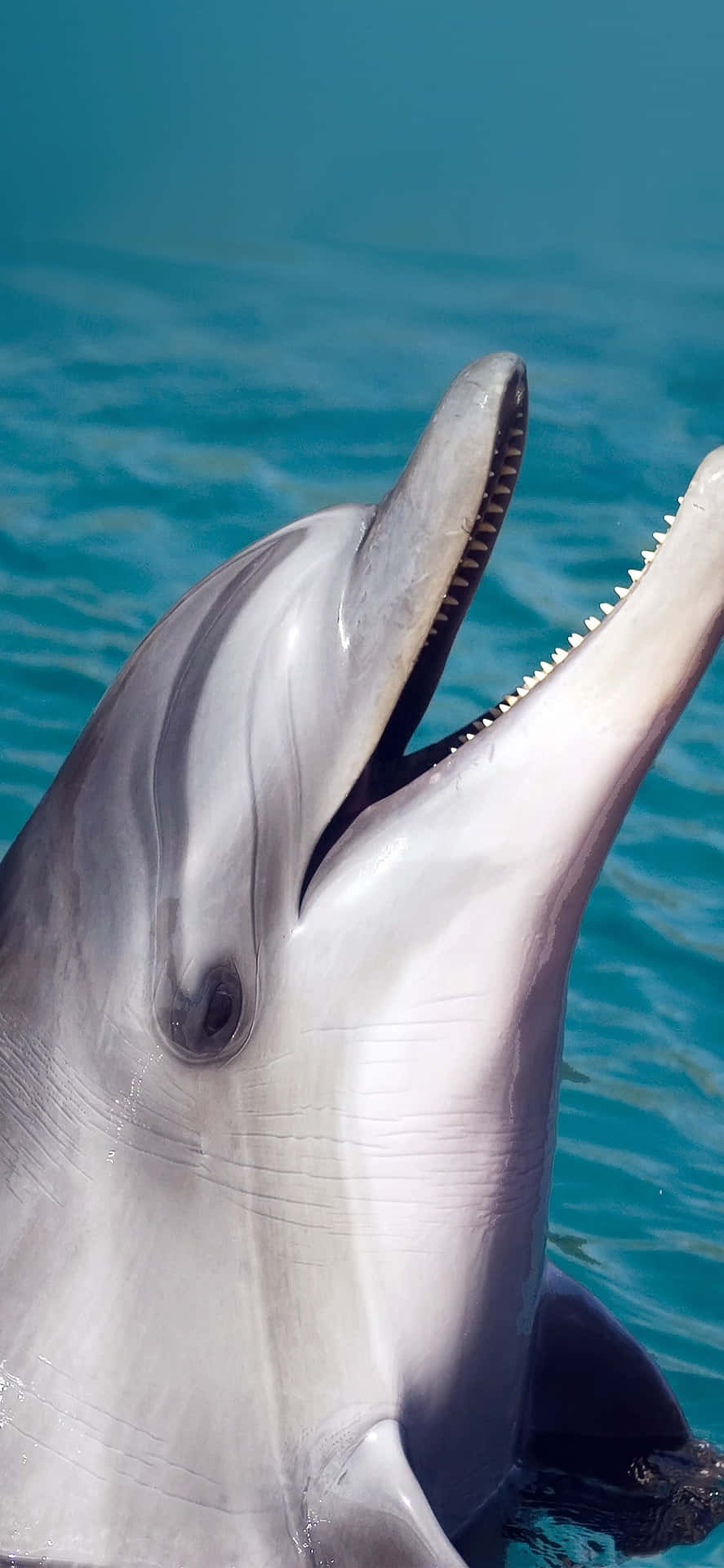 Cute Dolphin Pictures 1125 X 2436 Picture
