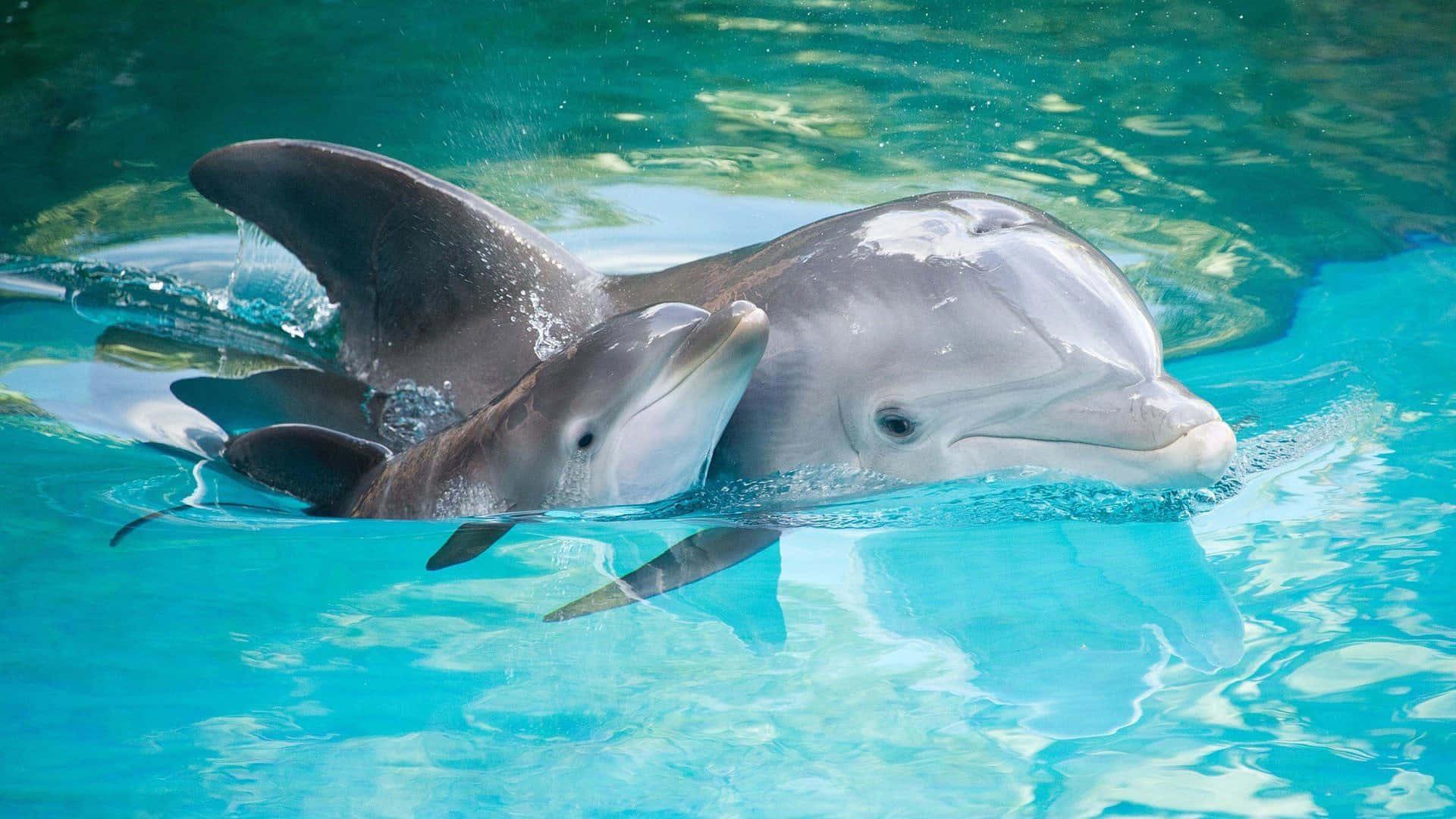 Cute Dolphin Pictures 1920 X 1080 Picture