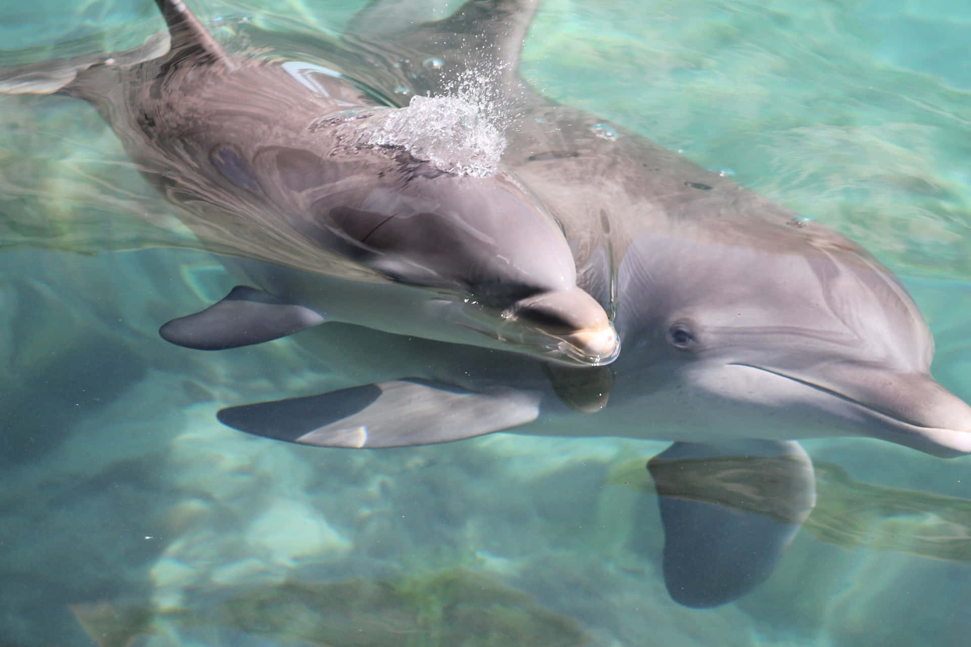 Cute Quick Dolphin Picture
