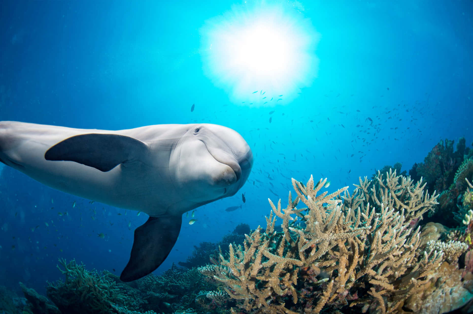 Imagenlinda De Un Delfín En El Coral