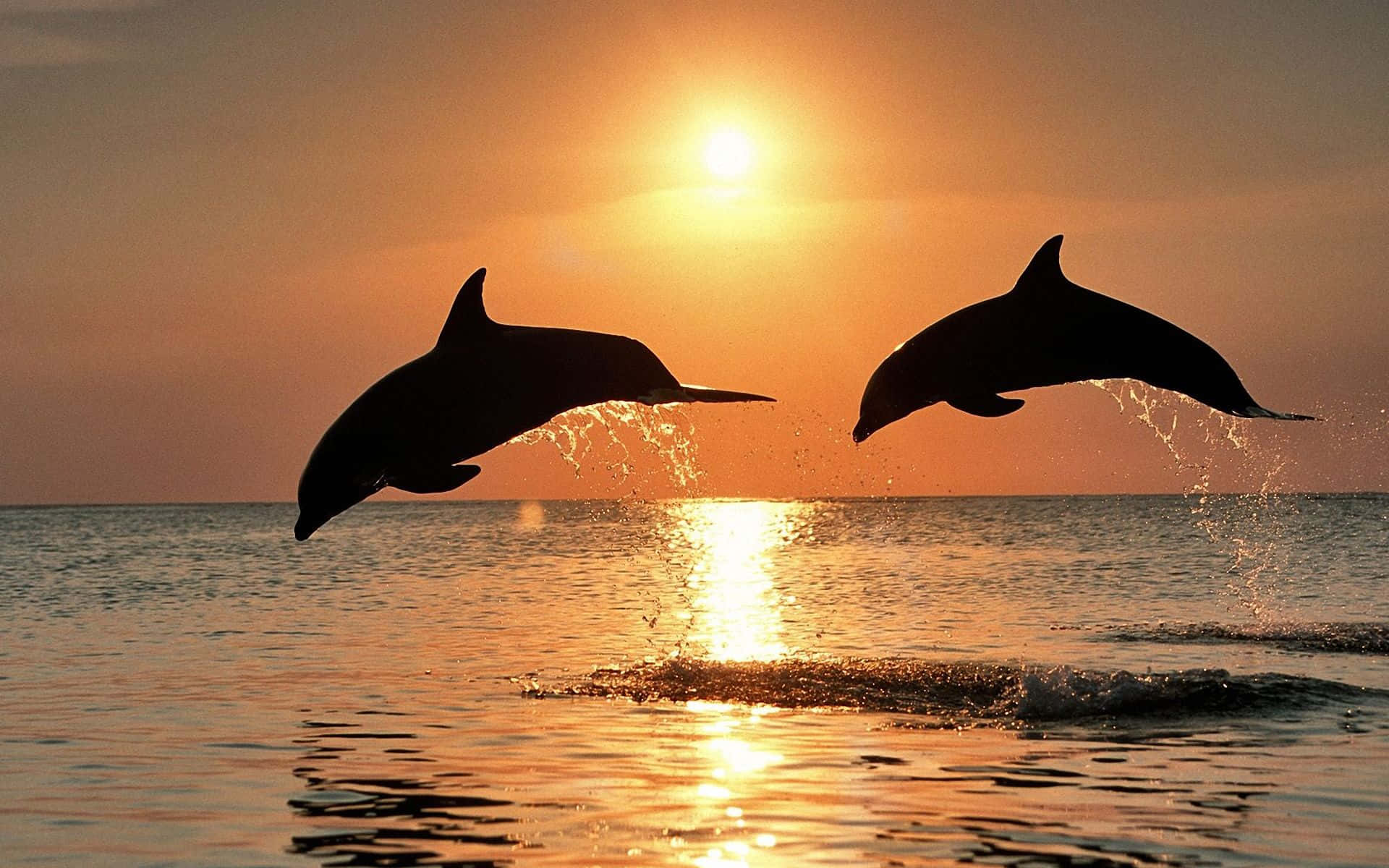 Imagende Un Lindo Delfín Poniéndose Al Sol