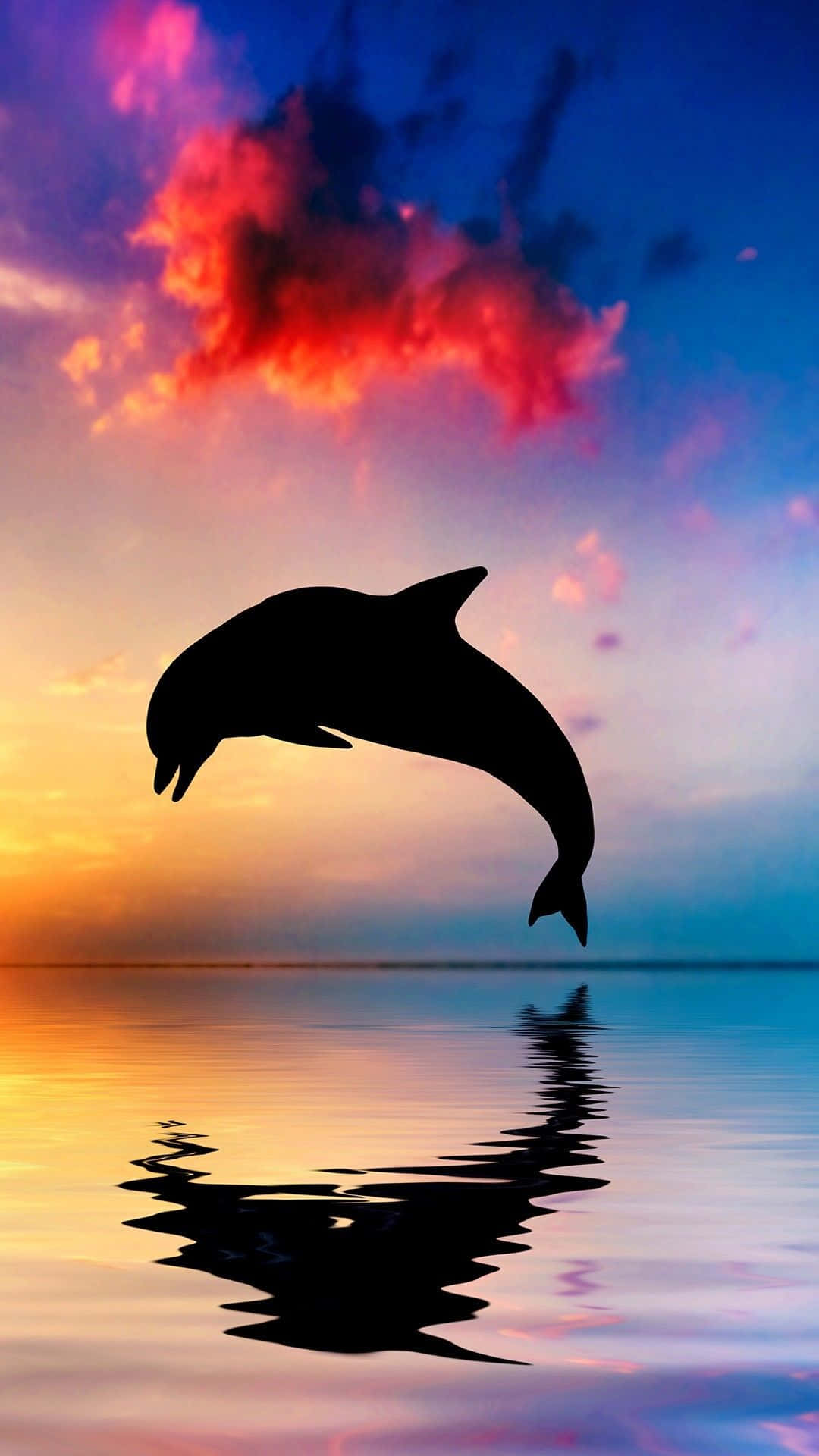 Cute Dolphin Pictures 1080 X 1920 Picture