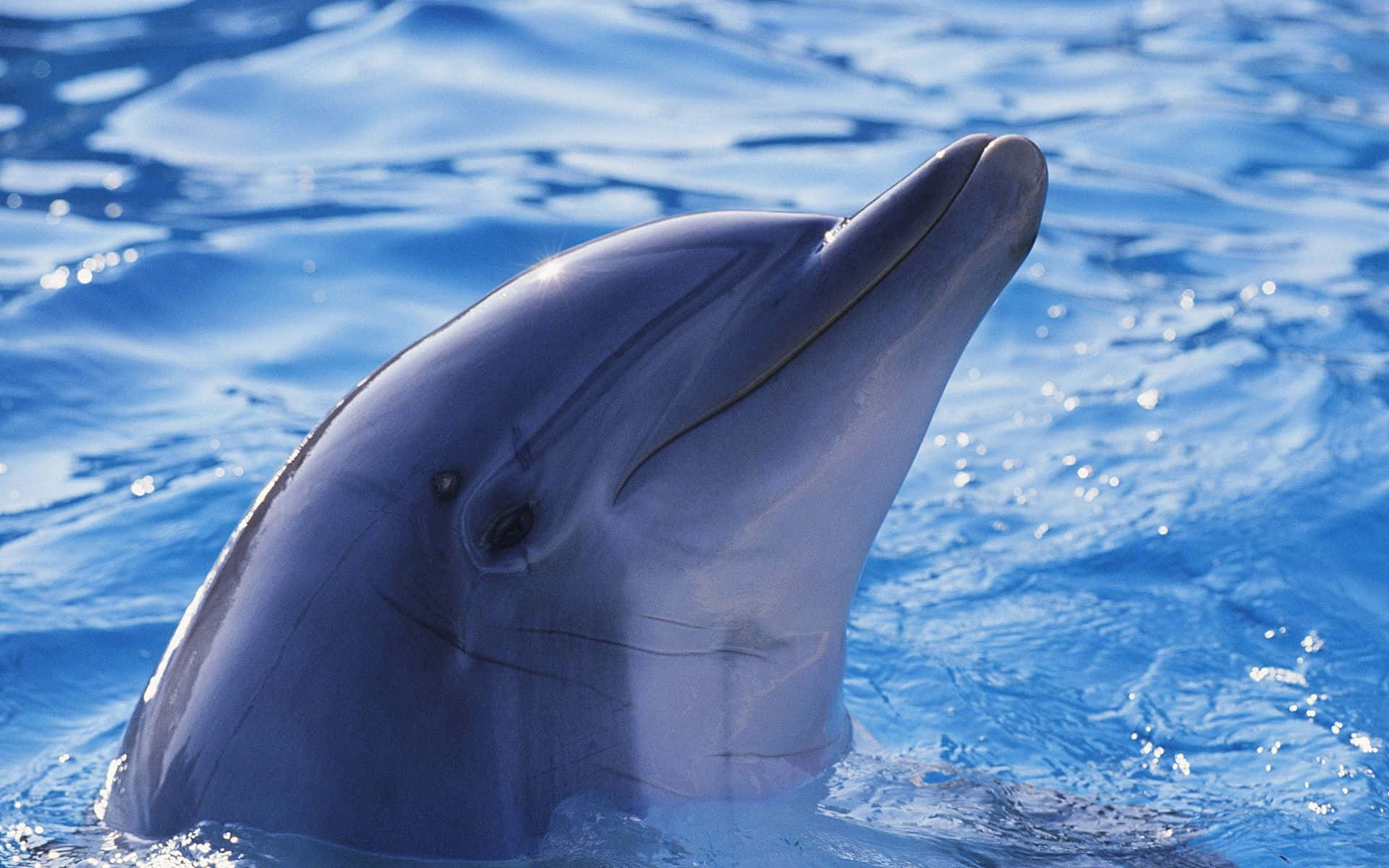 Cute Dolphin Side View Picture
